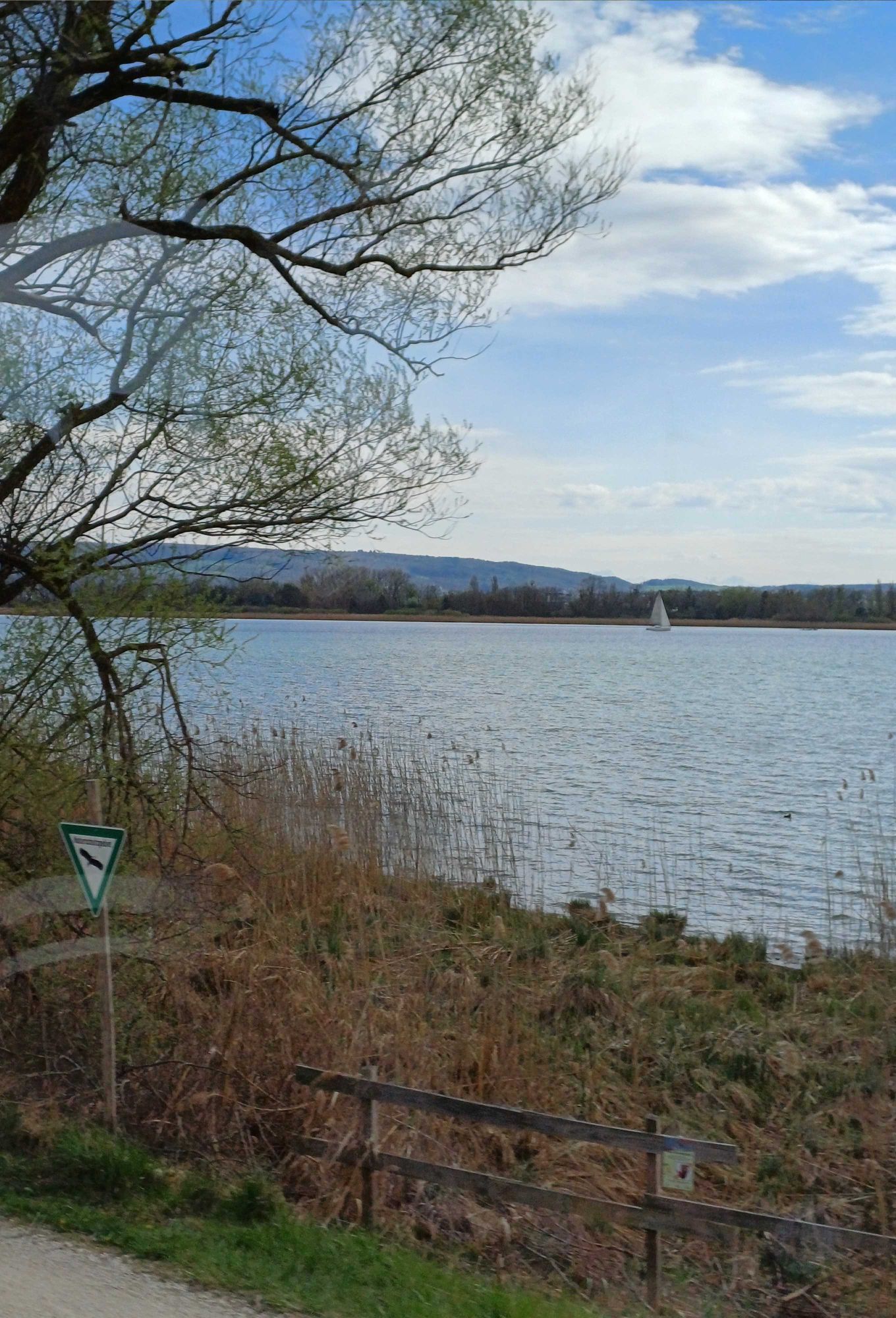 Der Bodensee. Im Vordergrund ein Weg, ein Schild Naturschutzgebiet, dahinter Uferbewuchs. Auf dem Bodensee im Hintergrund ein Segelboot, dahinter Mettnau und Höri.