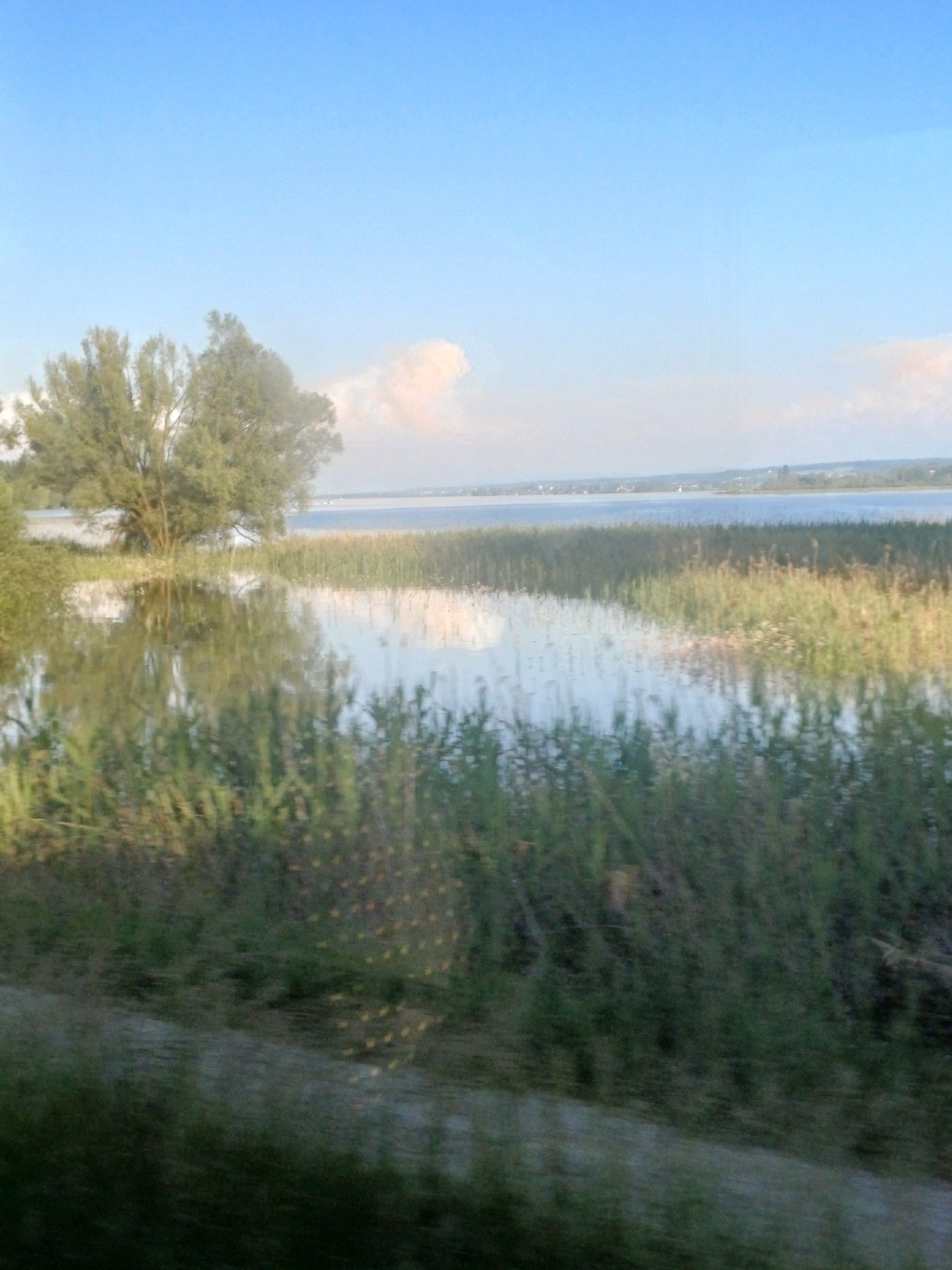 Der Markelfinger Winkel des Untersee. Im Hintergrund die Mettnau, im Vordergrund Uferböschung, links ein Baum. In der unteren Hälfte die Spiegelung eines leeren Zugsitzes, die sich im Zugfenster gespiegelt hat.