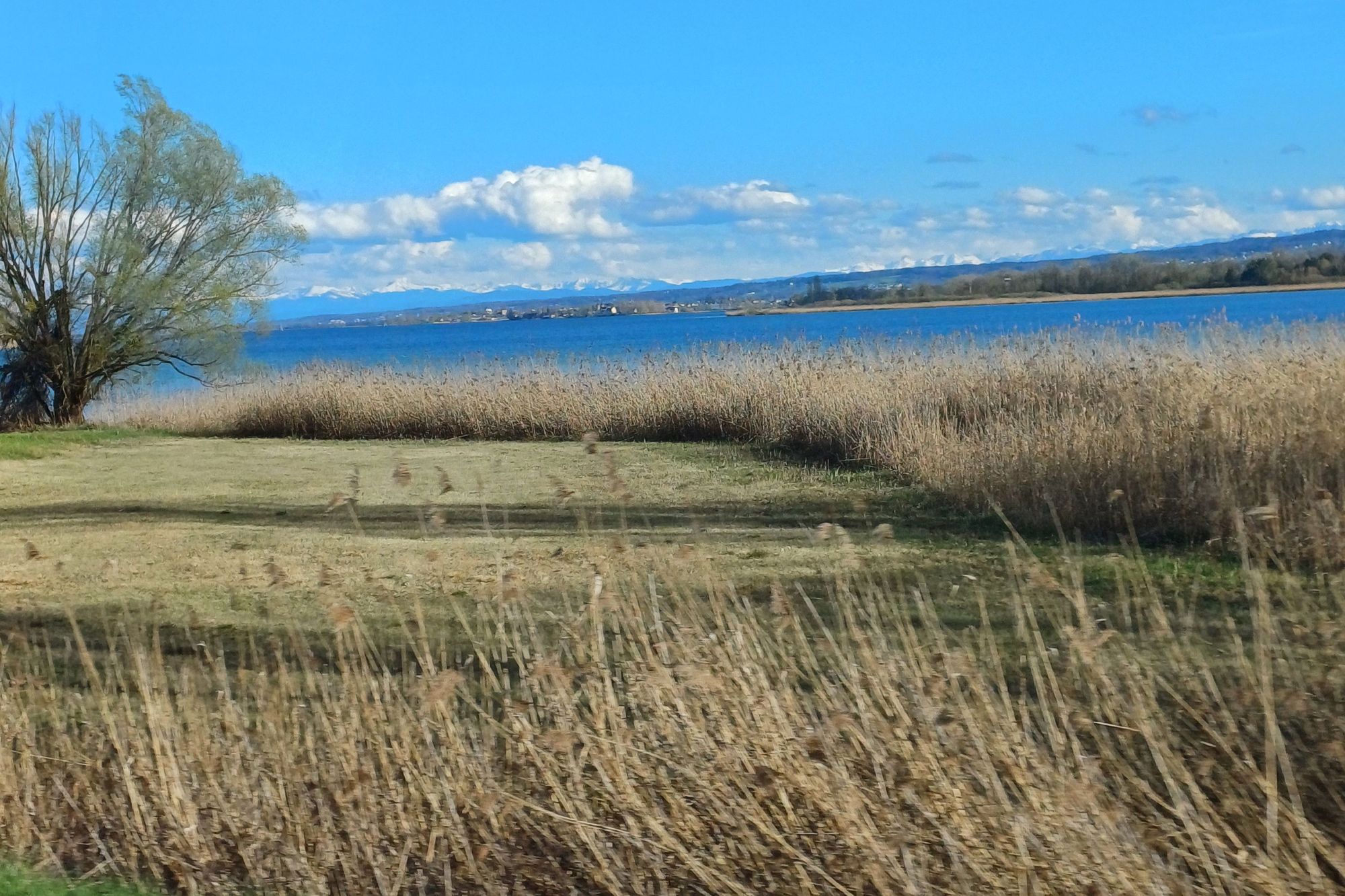 Der Bodensee. Im Vordergrund Bewuchs des Ufers mit Gras, rechts ein Baum. Im Hintergrund die Reichenau und Alpen.