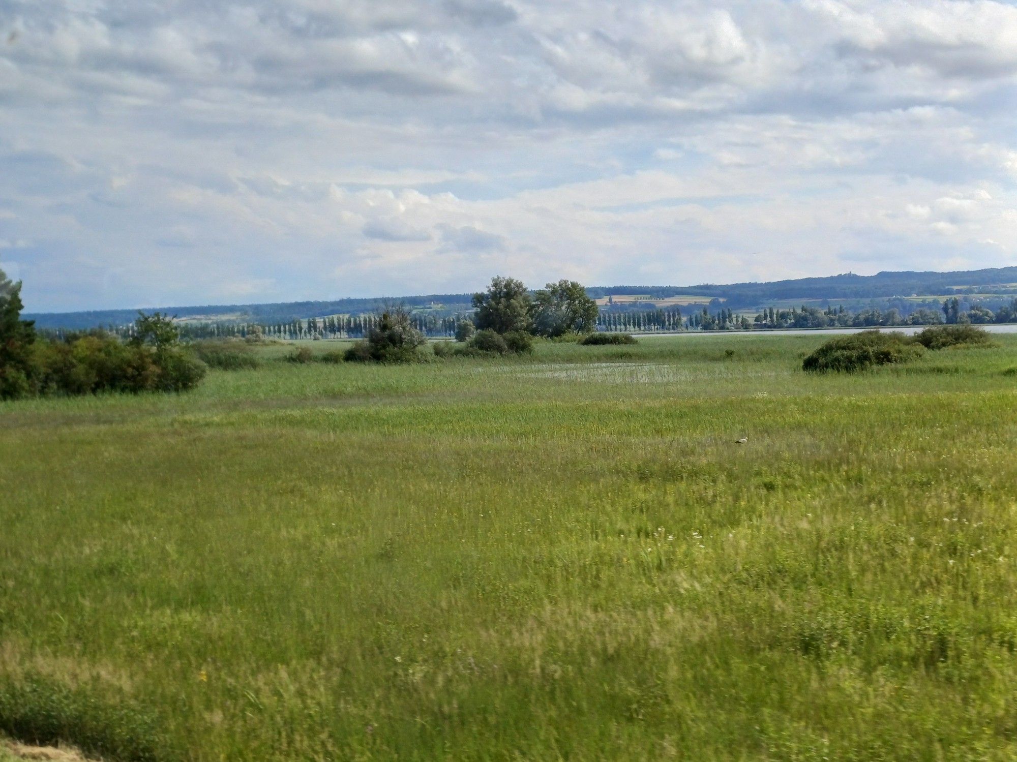 Bewachsene Flachwasserzon des Bodensee Ufers. Im Hintergrund Alle auf dem Reichenau Damm und schweizer Ufer.