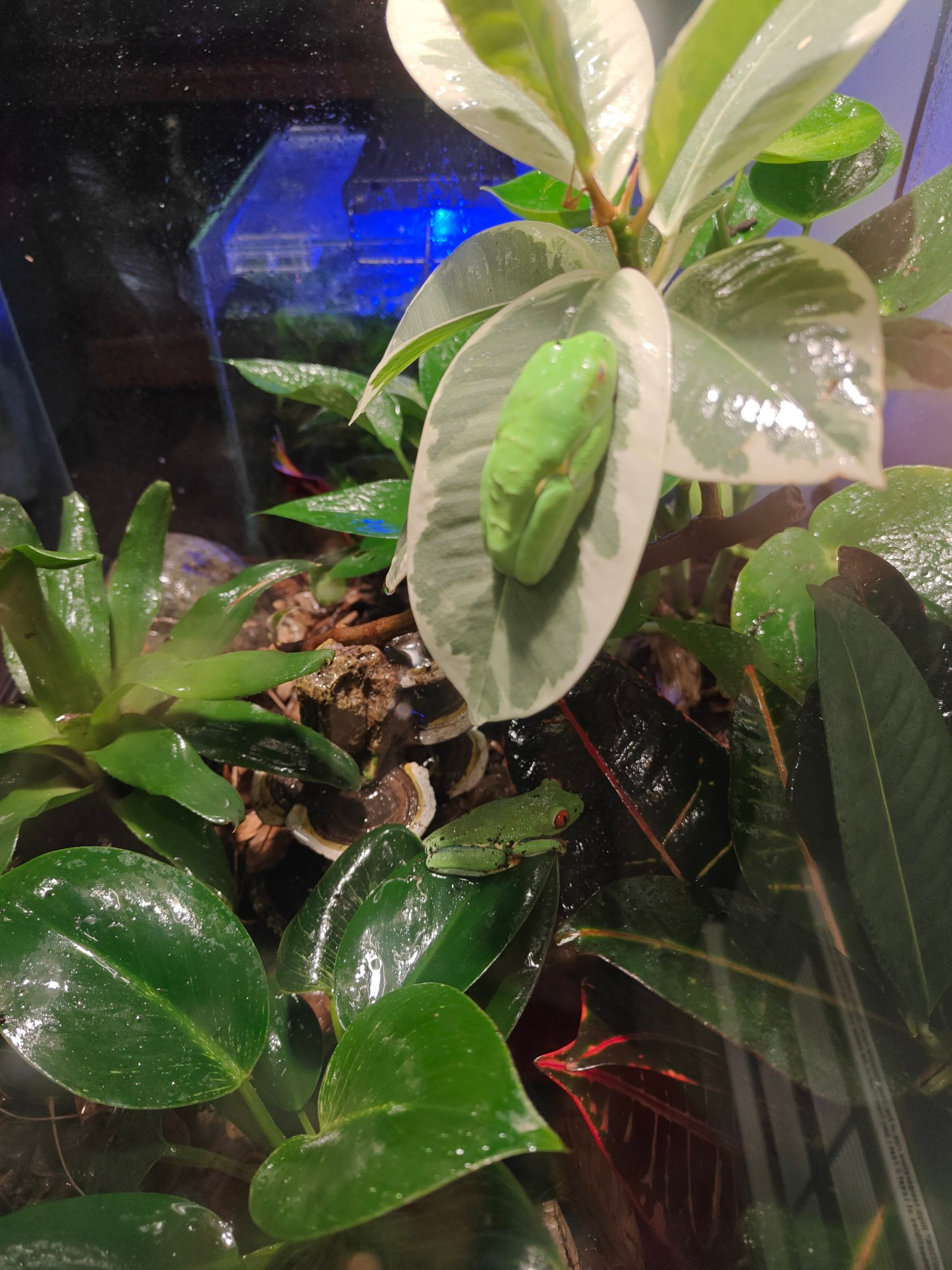 a side view of the frog tank, top lit by various lamps and showing lots of plants and two red eye green tree frogs, one awake and one asleep. behind the frog tank is the shrimp tank. the leaves, frogs, and glass are wet from spraying water