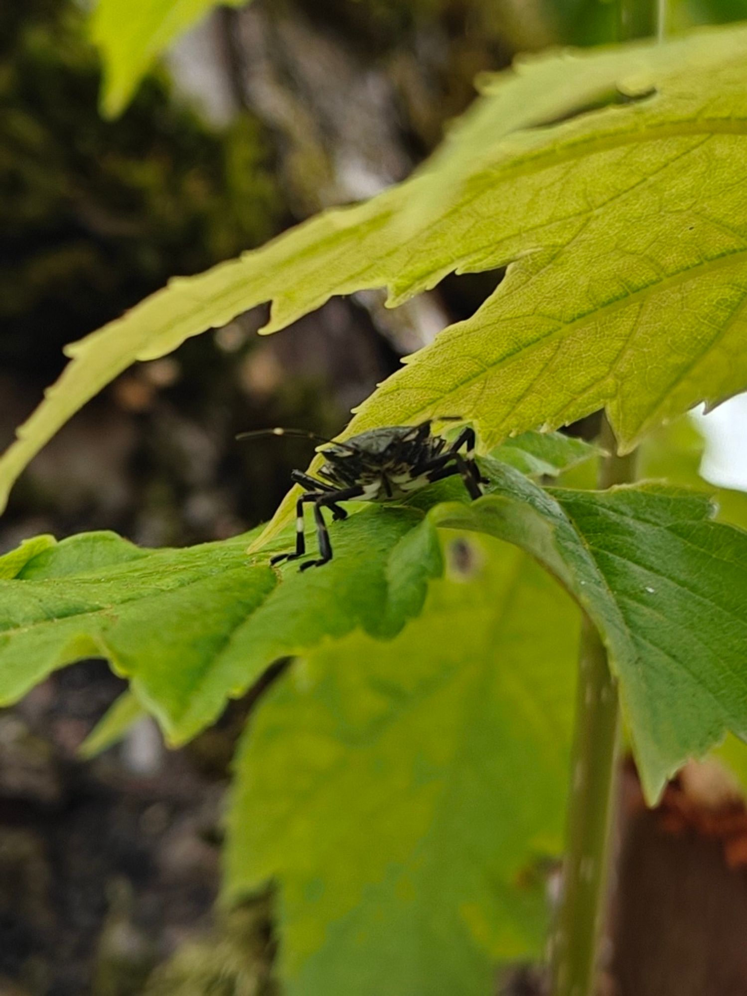 same bug. It is flat and medium sized, with black and white coloration. Once again, I am not an entomologist but it looks like a Heteroptera, maybe a shield bug. The details of the maple leaves are quite striking.