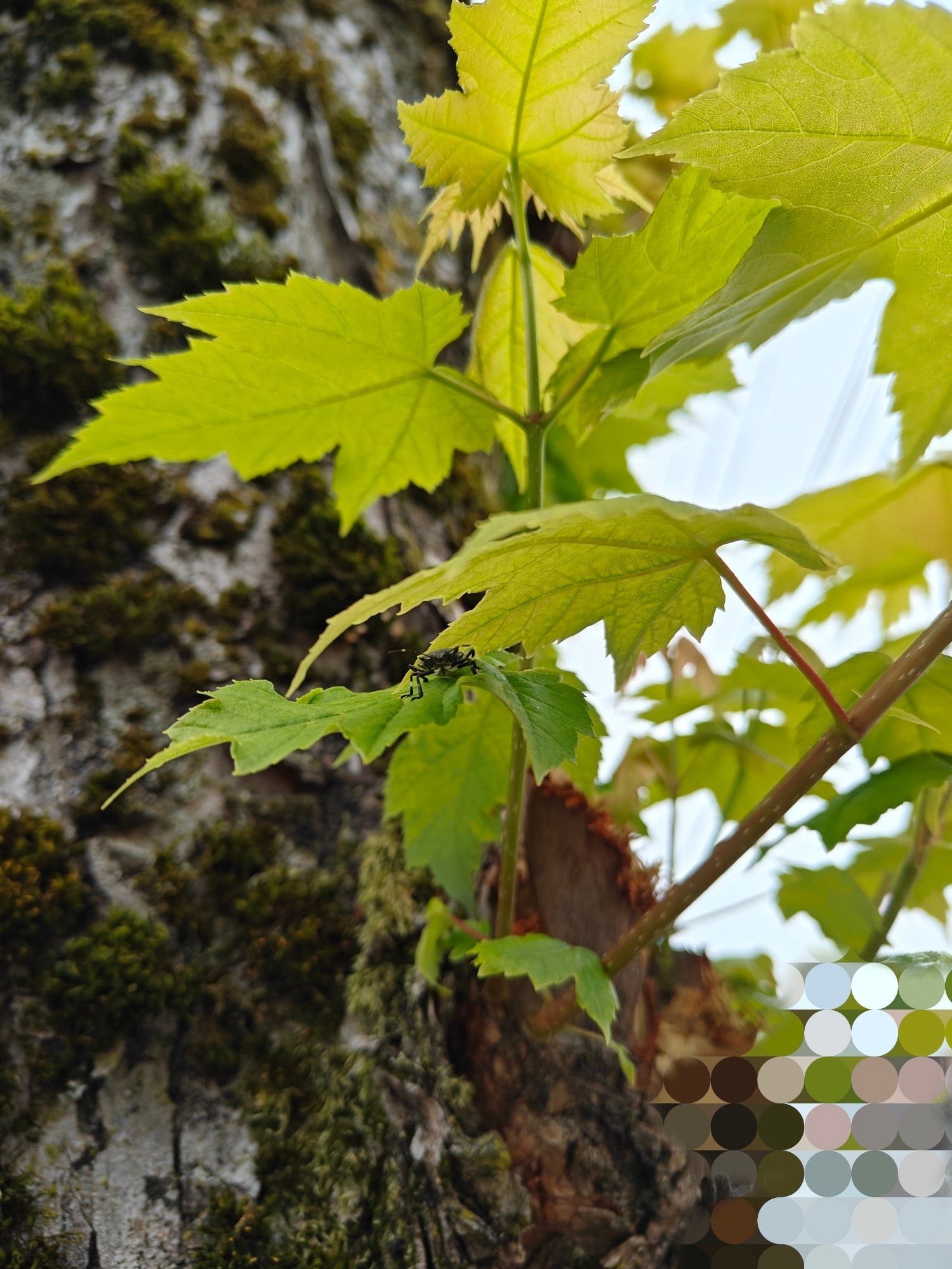 a bug on a maple (Acer sp., maybe Acer rubrum) leaf. I'm not an entomologist.