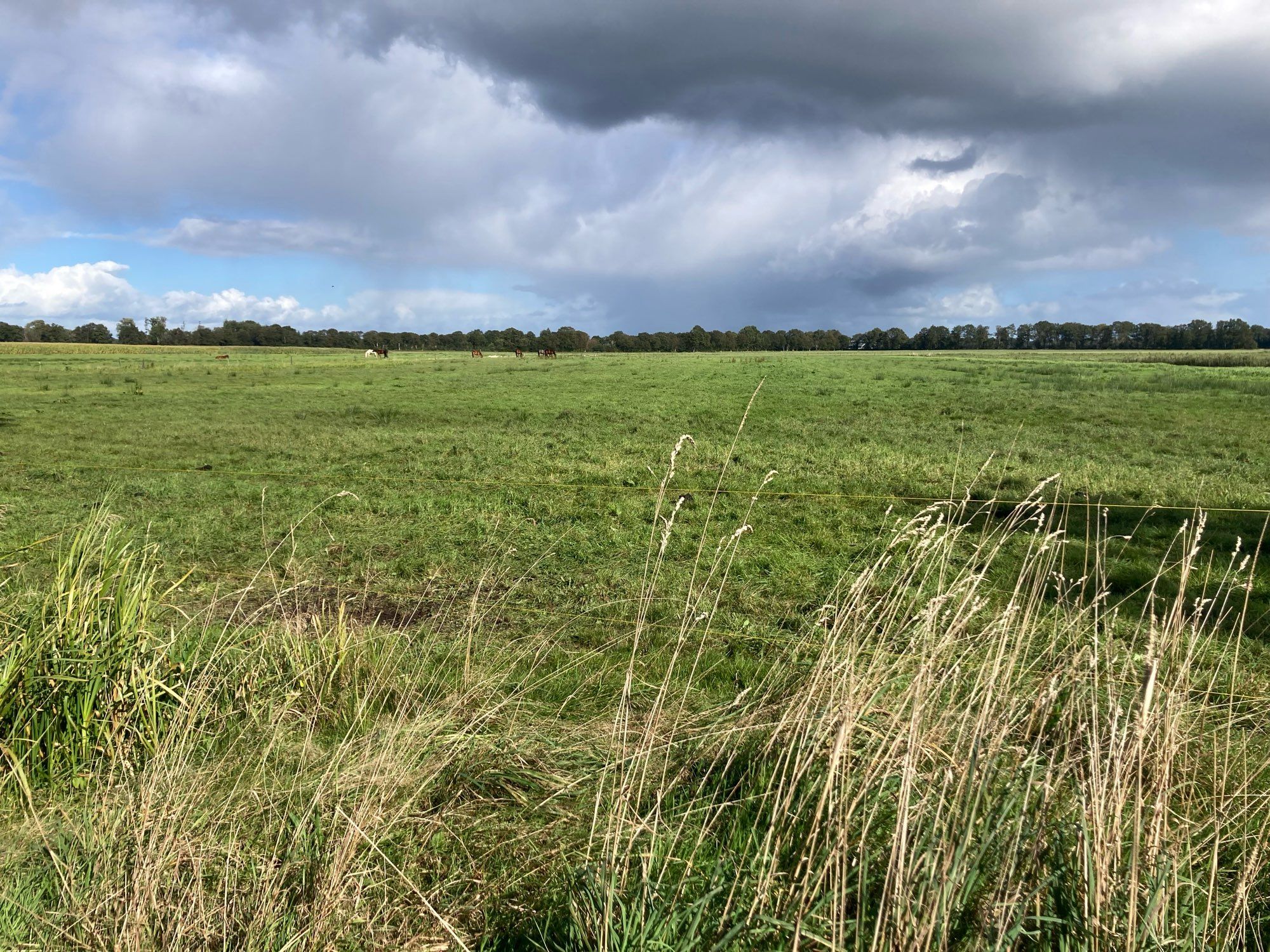 Weiland met op de voorgrond dor lang gras. Donkere wolken in de lucht, maar de zon schijnt.