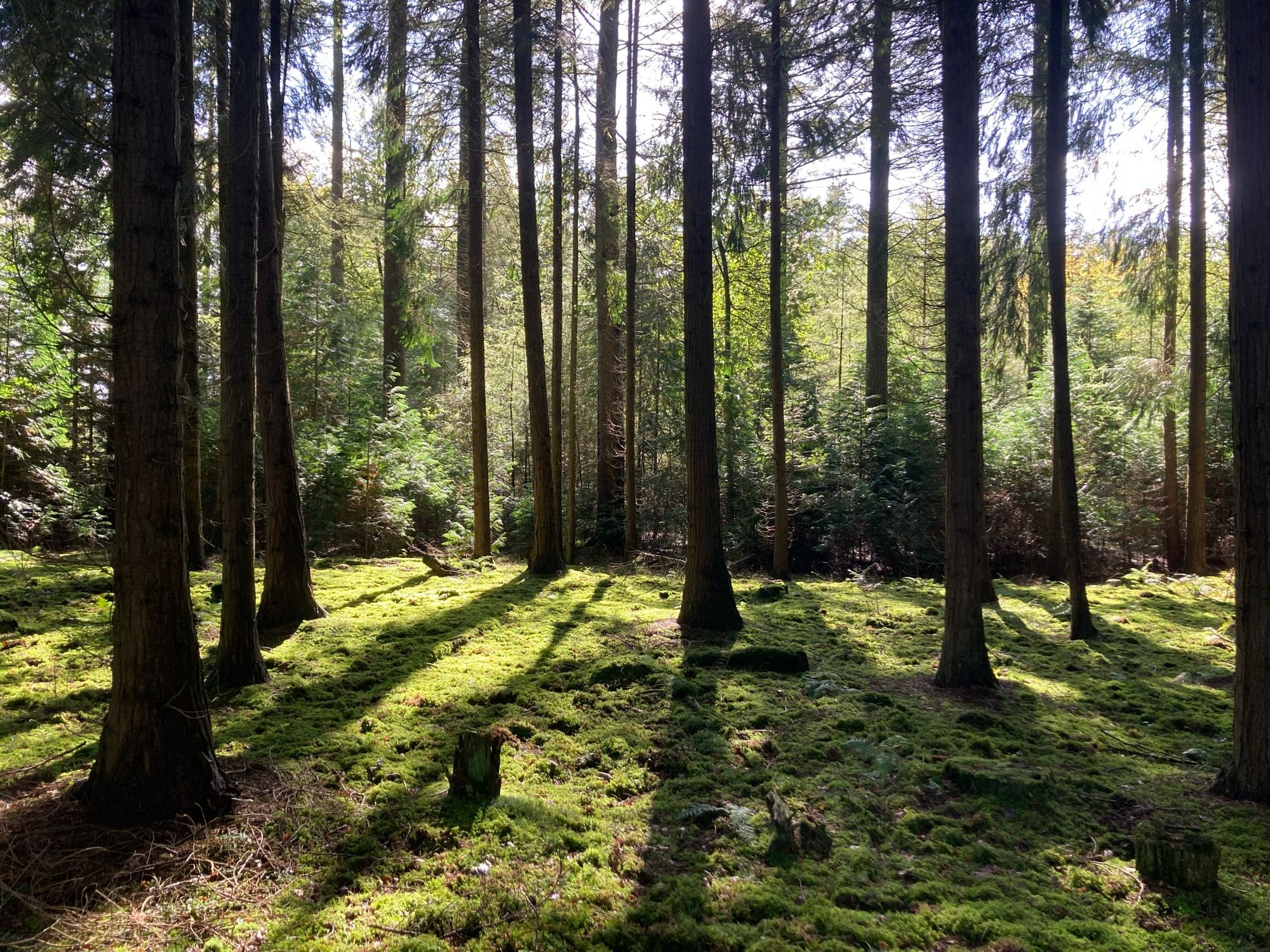 De zon schijnt door de silhouetten van naaldbomen. Op de grond licht het groene mos op.