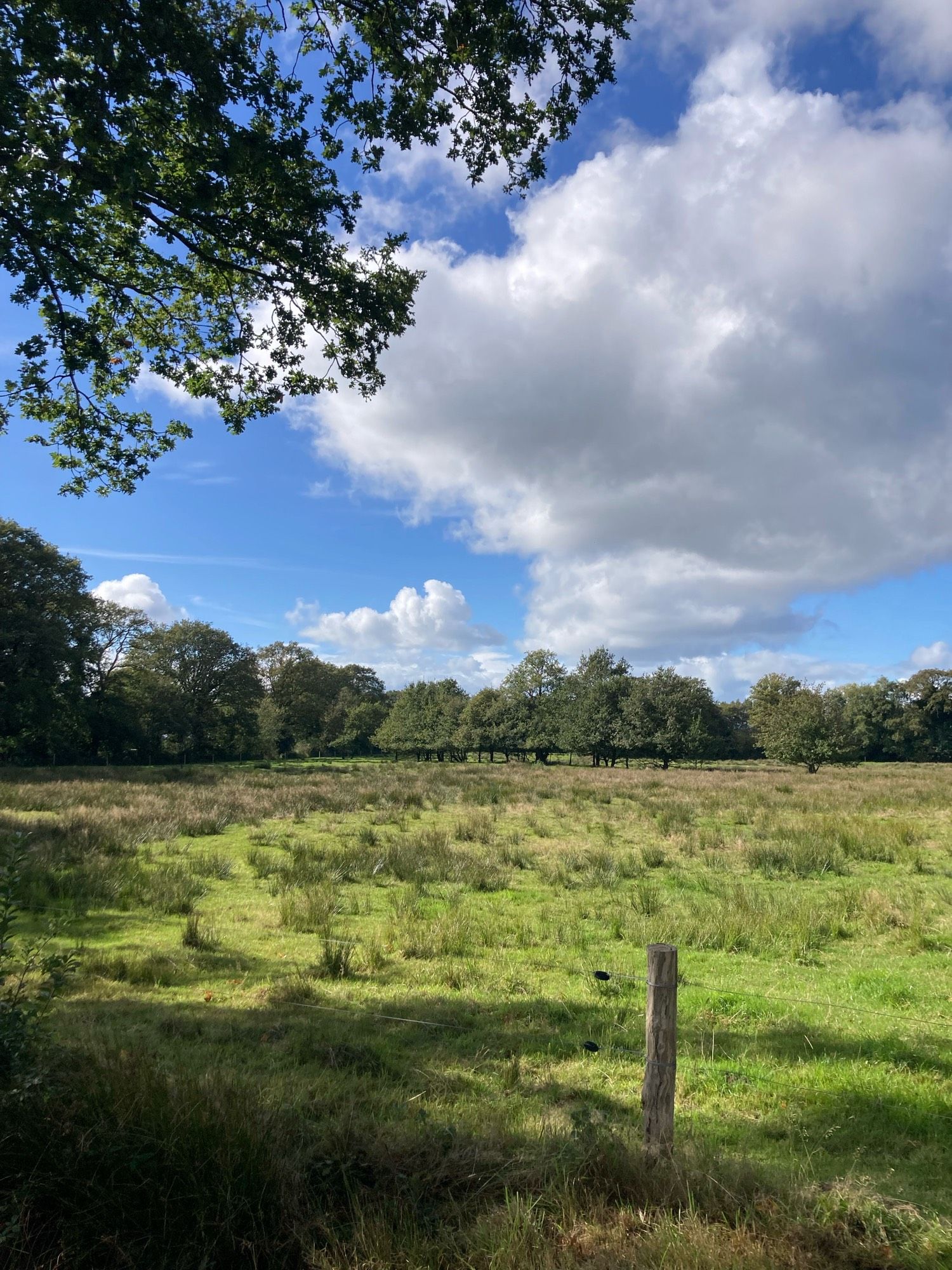 Nat weiland met russen. Op de voorgrond de bladeren van een eikenboom. Blauwe lucht met grote wit grijze wolken. De zon geeft schaduwen.