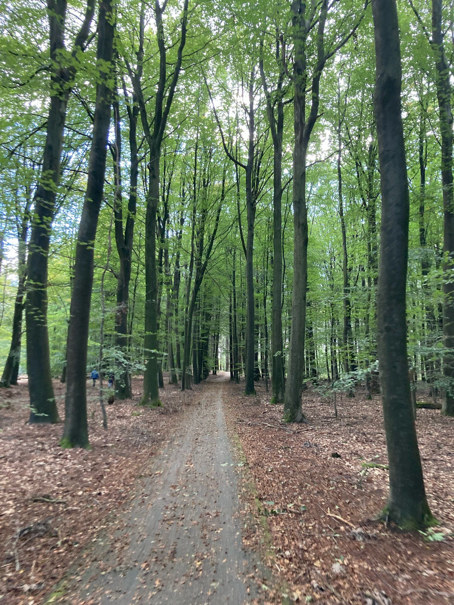 Fietspad in beukenbos