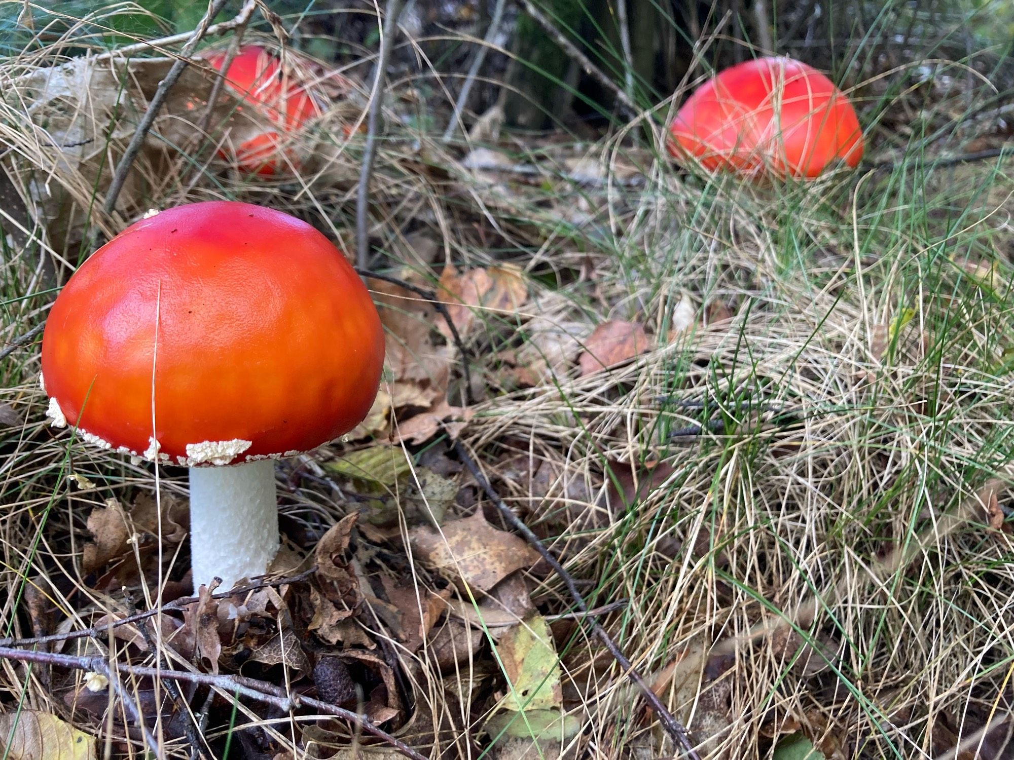 3 rode paddestoelen.