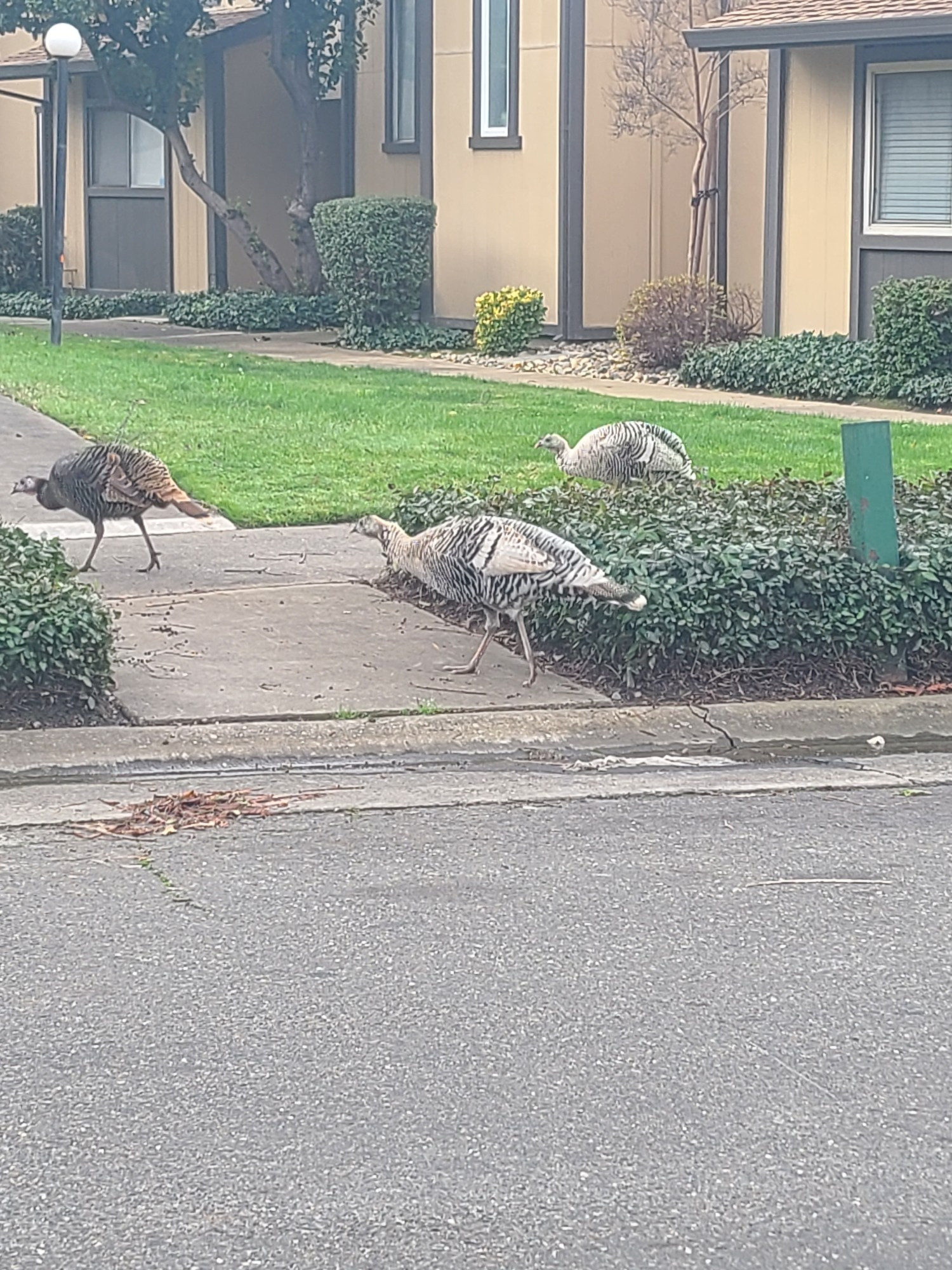 Wild turkeys