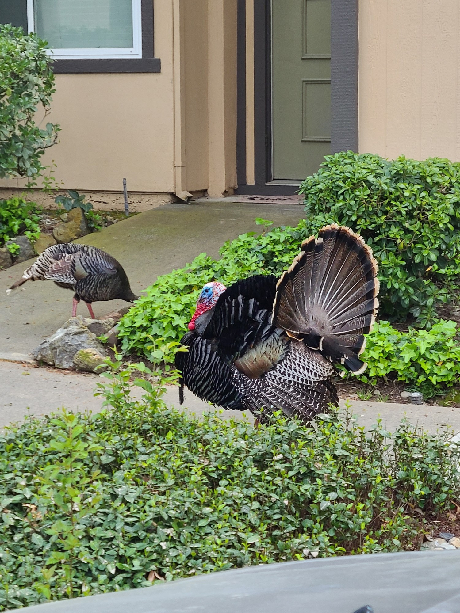 Turkey tom fanning in front of a condo. Another ignored him, foraging. Wild #Sacramento #Turkeys