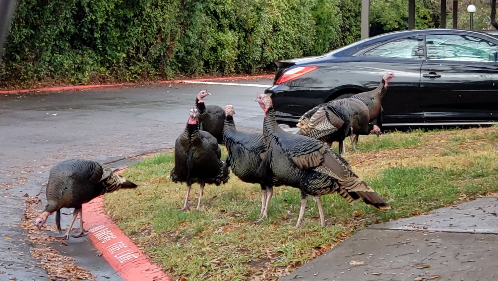 Six #turkeys hanging out on some grass by a road on an overcast day. The ground is wet.