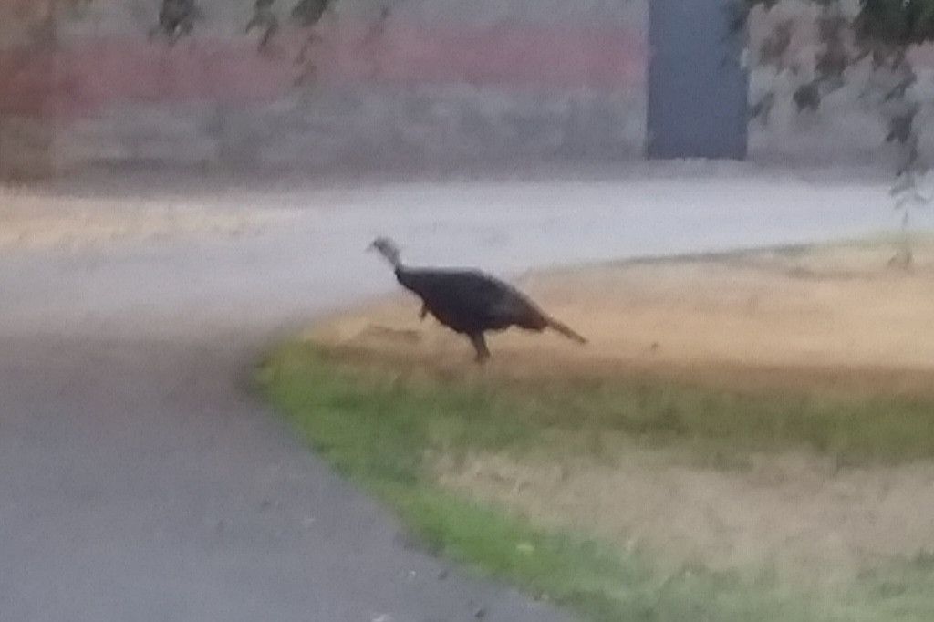 Wild #Turkeys of Sacramento.