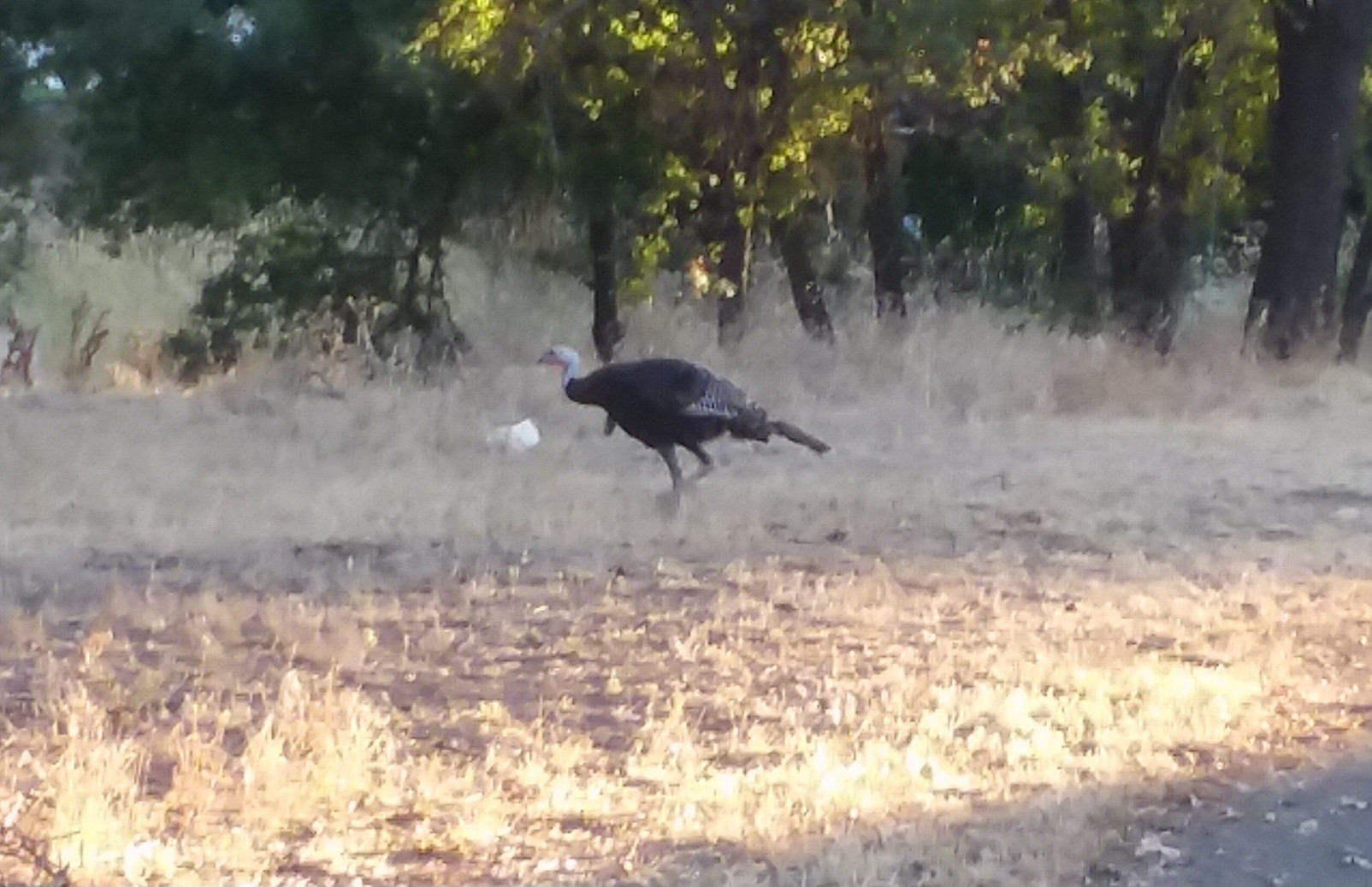 Wild #Turkeys of Sacramento.