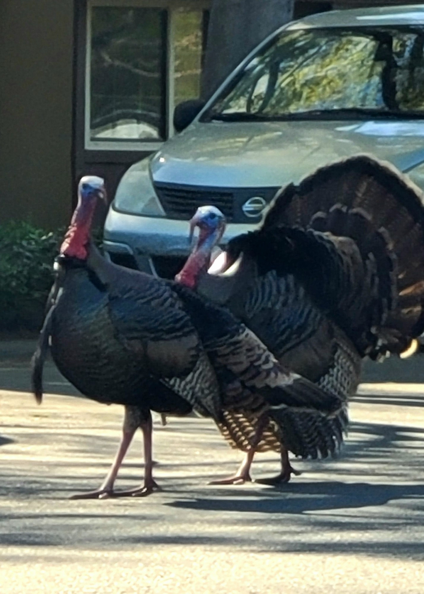 Wild turkeys of Sacramento, two walking across a street, one is fanning his coverts.