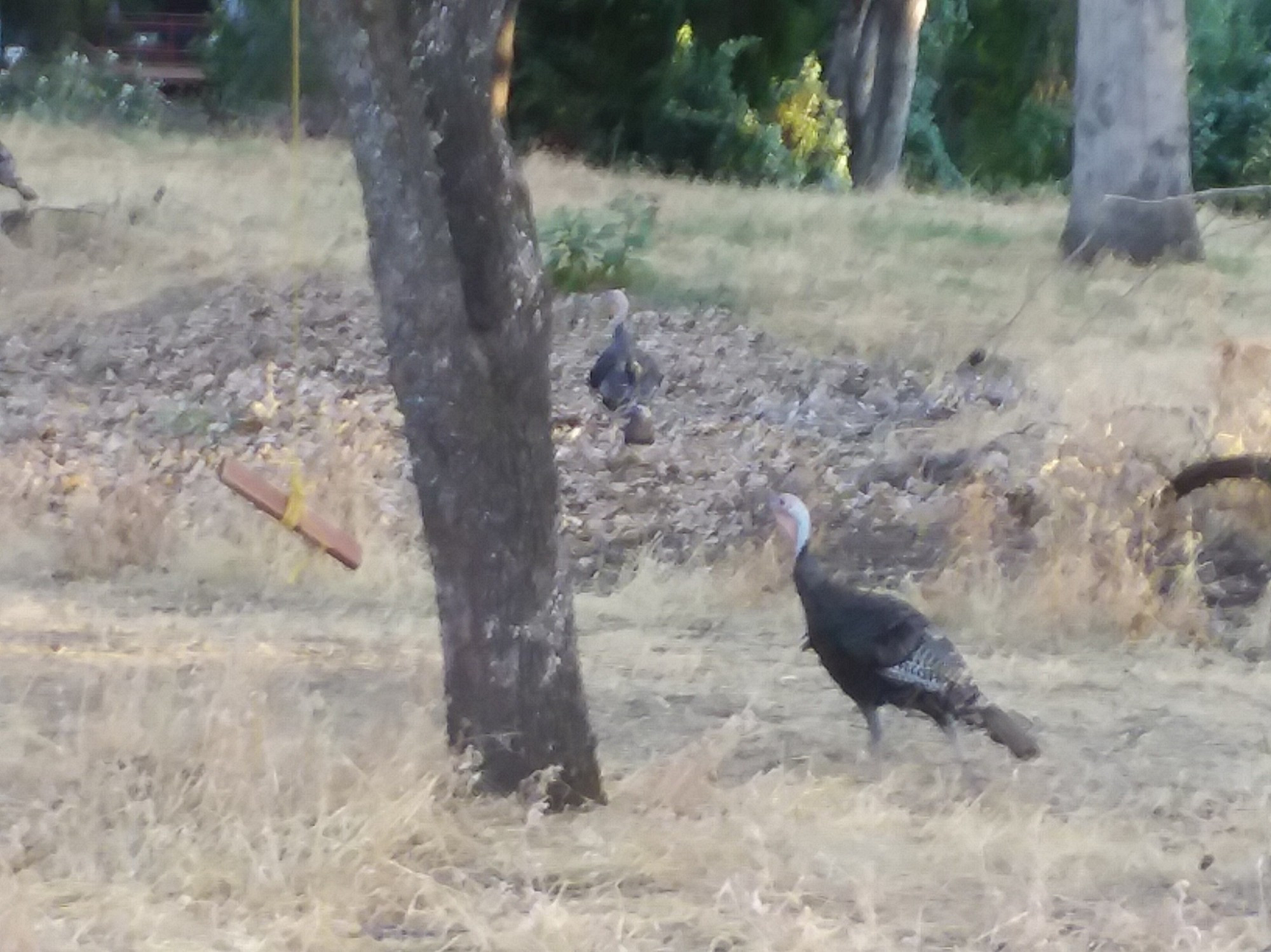 Two wild #Turkeys of Sacramento.