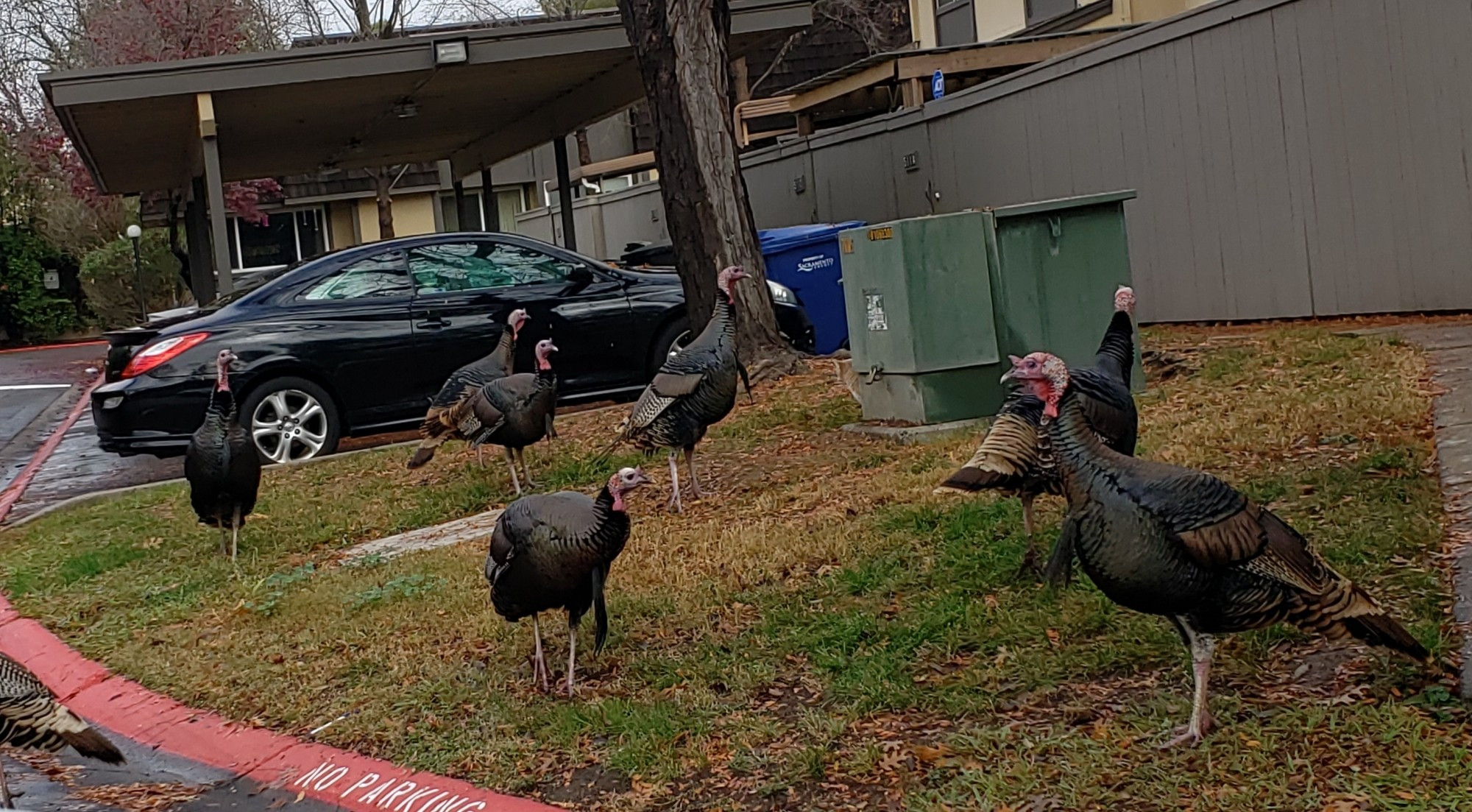 #Birds #Sacramento Wild #Turkeys hanging out in a condo complex.