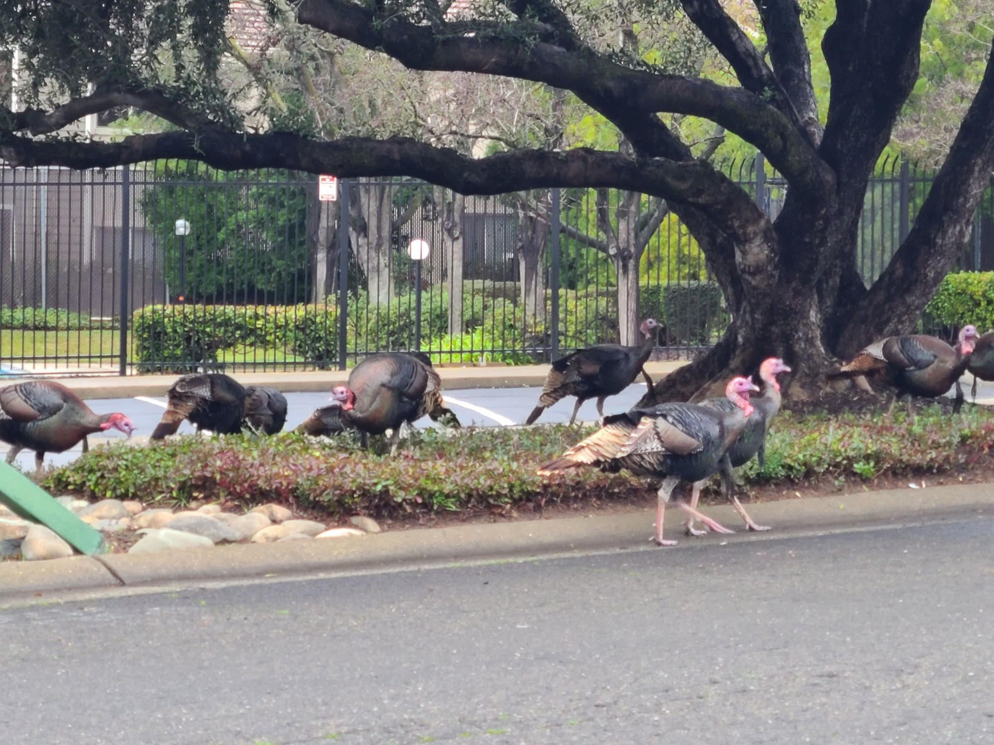 Flock of wild urban turkeys under a large tree between a road and a parking lot.