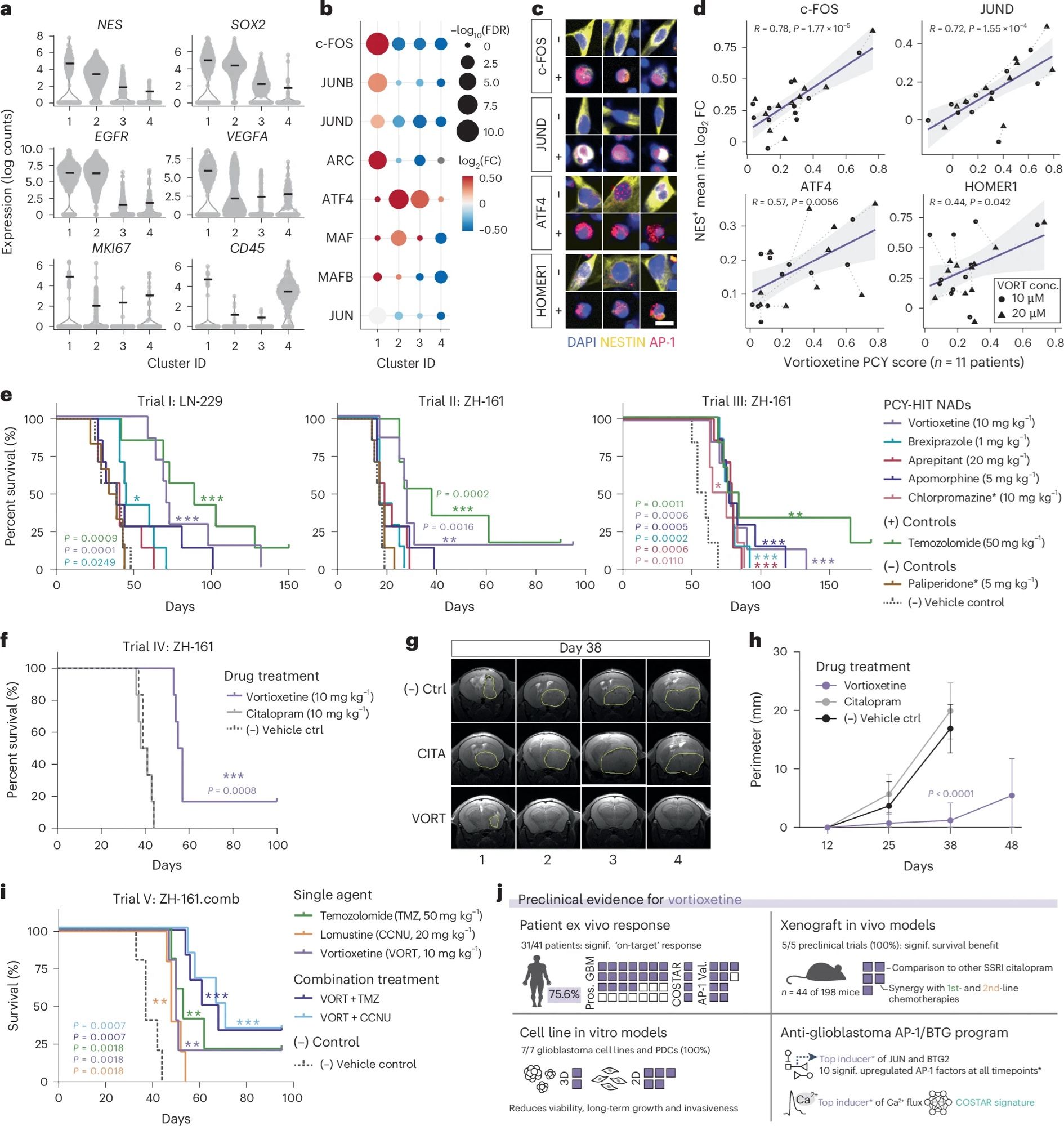 Fig. 6: The anti-depressant vortioxetine confers significant survival benefit across preclinical trials and synergizes with standard-of-care glioblastoma treatments.