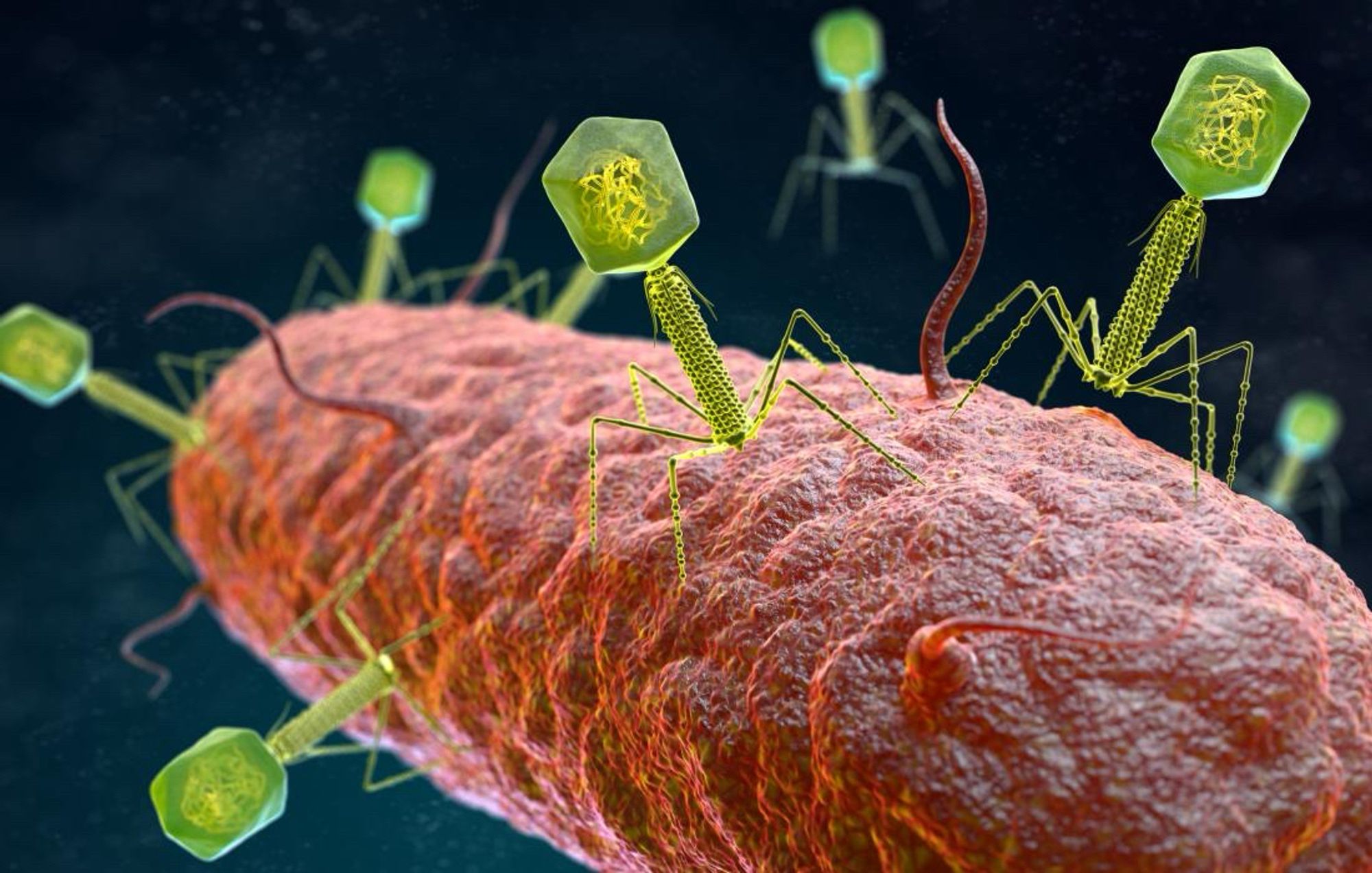 Bacteriophages attacking a bacterial cell.