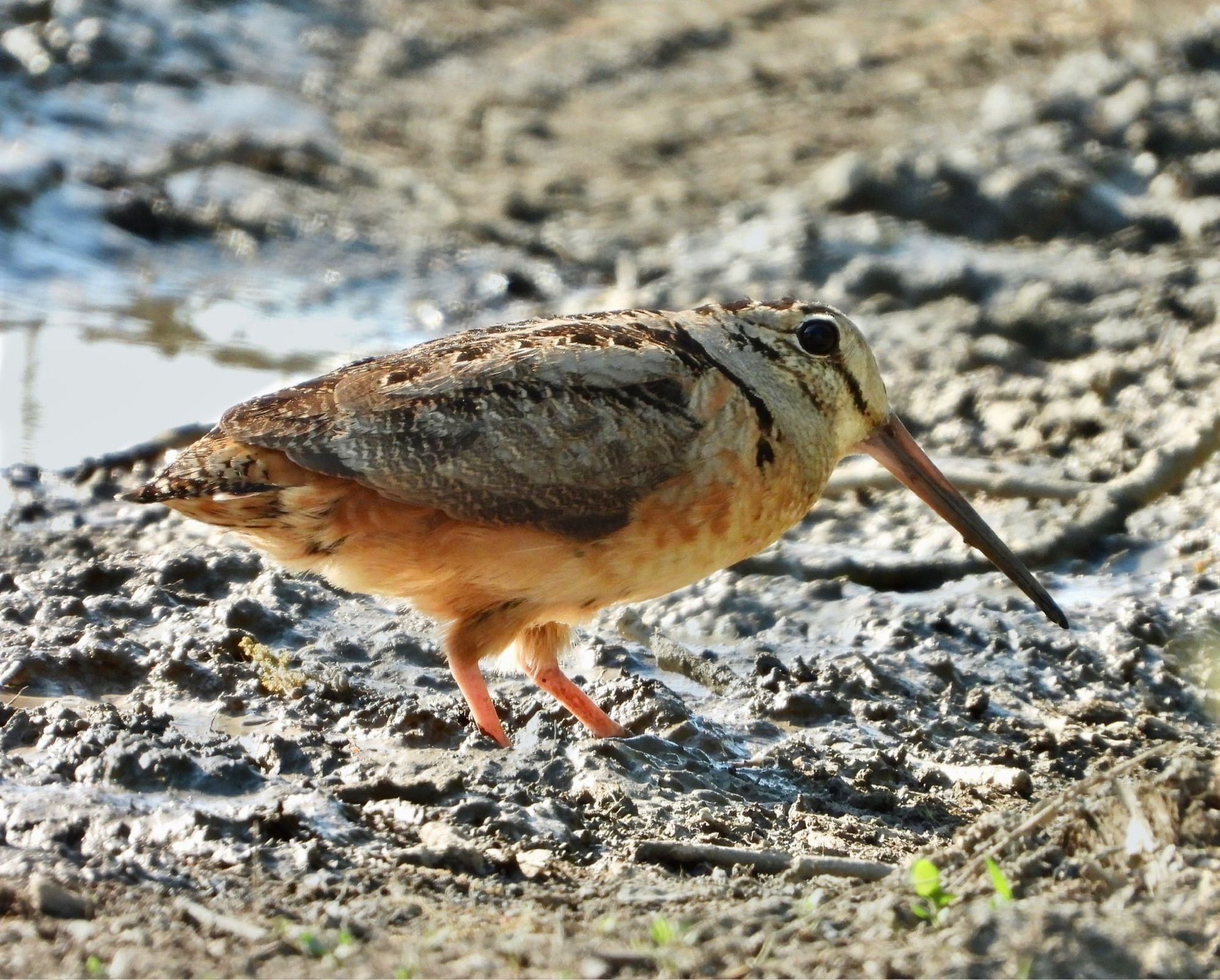 An American woodcock is a small plump bird with a very long beak, eyes positioned high on its head, and a short tail. It is an overall brown tan mixed color that looks like leaves on the ground. It is facing right and standing in some mud.