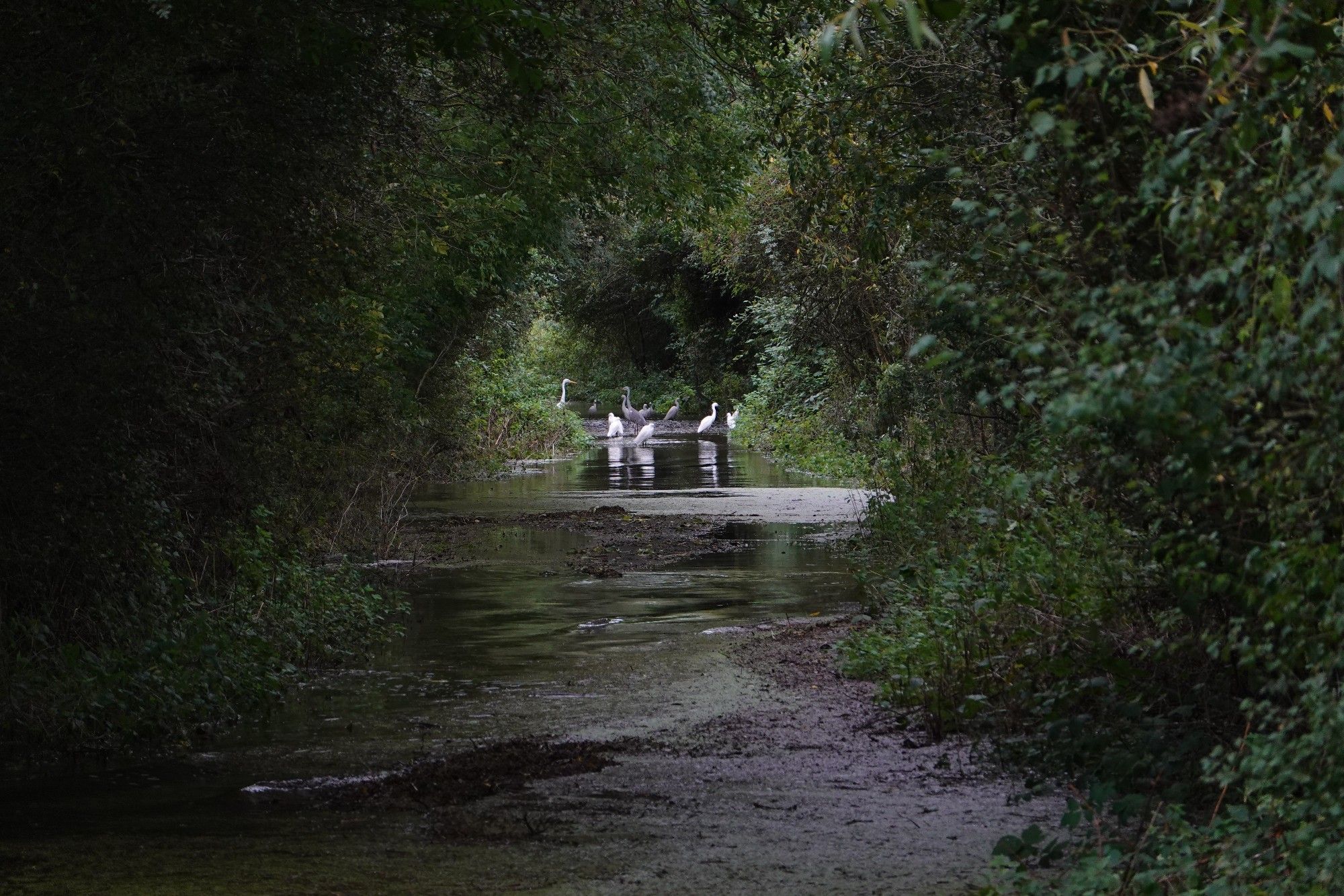 Egrets and herons waiting by an area of strong flow