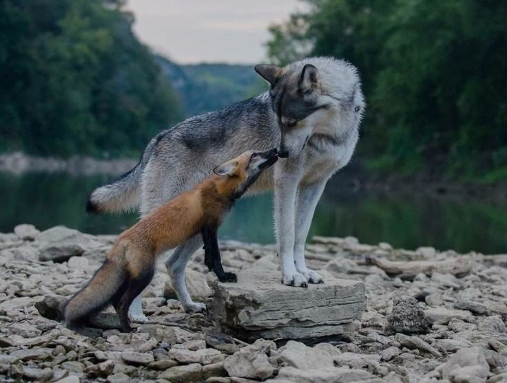 A small fox gently licking wolfs nose in front of a forest lake/river.