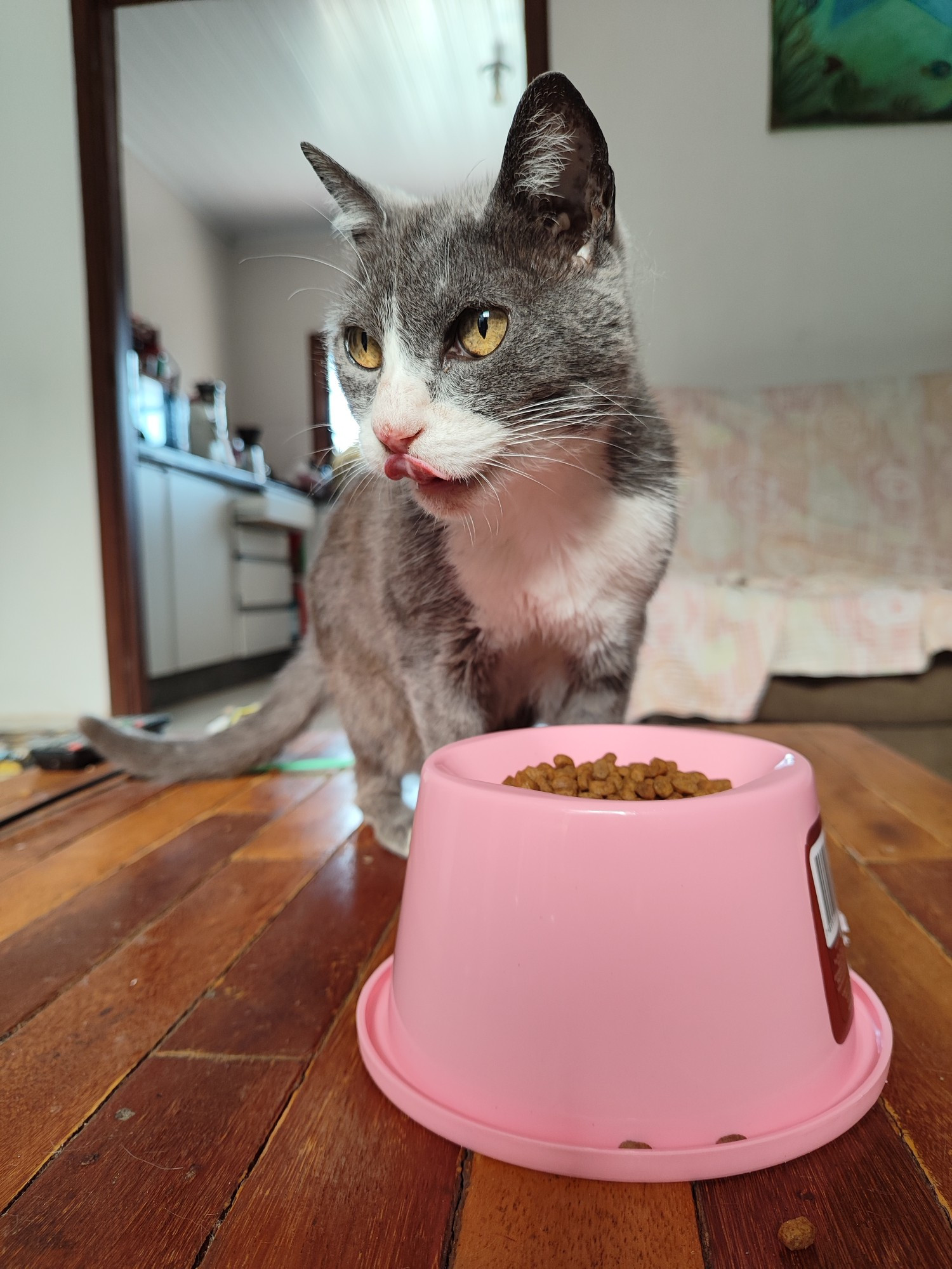 Na imagem, há uma gata cinza e branca em cima de uma mesa de madeira ao lado de uma tigela de comida rosa, que contém ração. A gata esta lambendo o focinho após comer. Ela tem olhos amarelos bem expressivos.