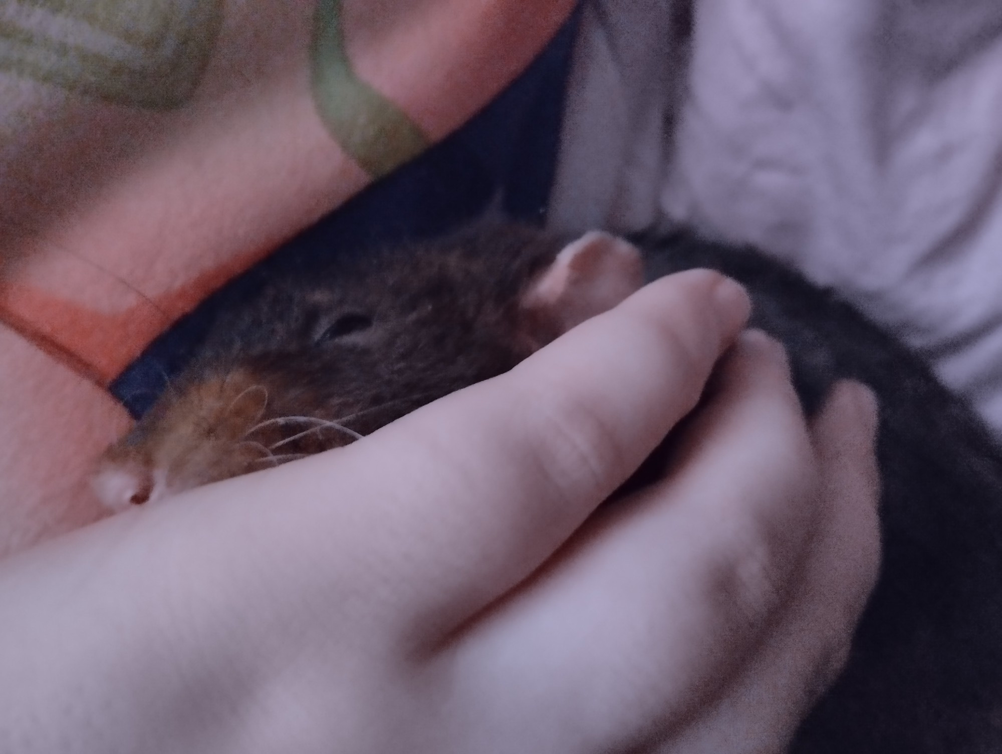 Pet rat is sleeping on the hand