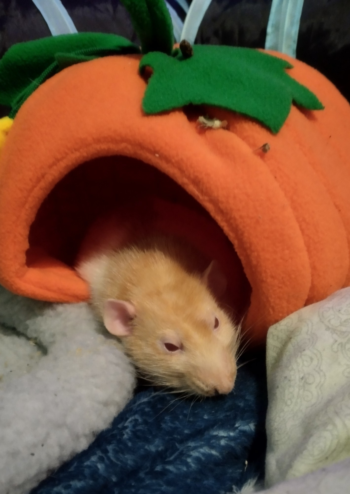 A peach and white rat is sleeping in a plushie pumpkin house