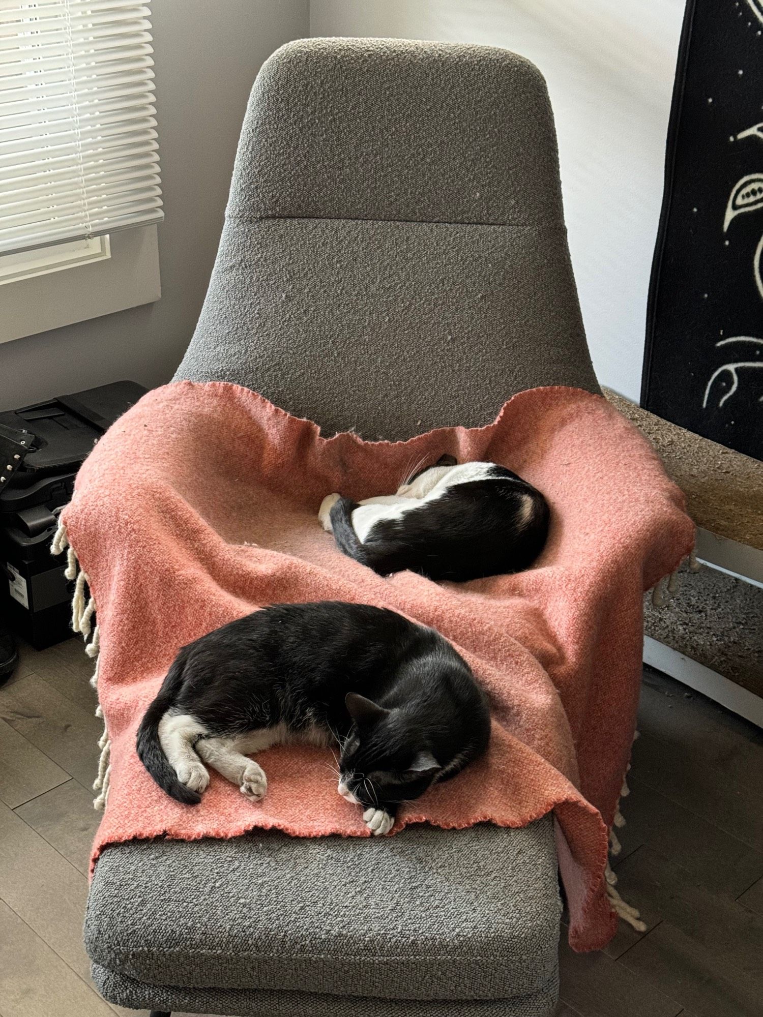 Two cats lying on a chair near each other. One is mostly black with white socks and belly and chest and the other has more white fur.