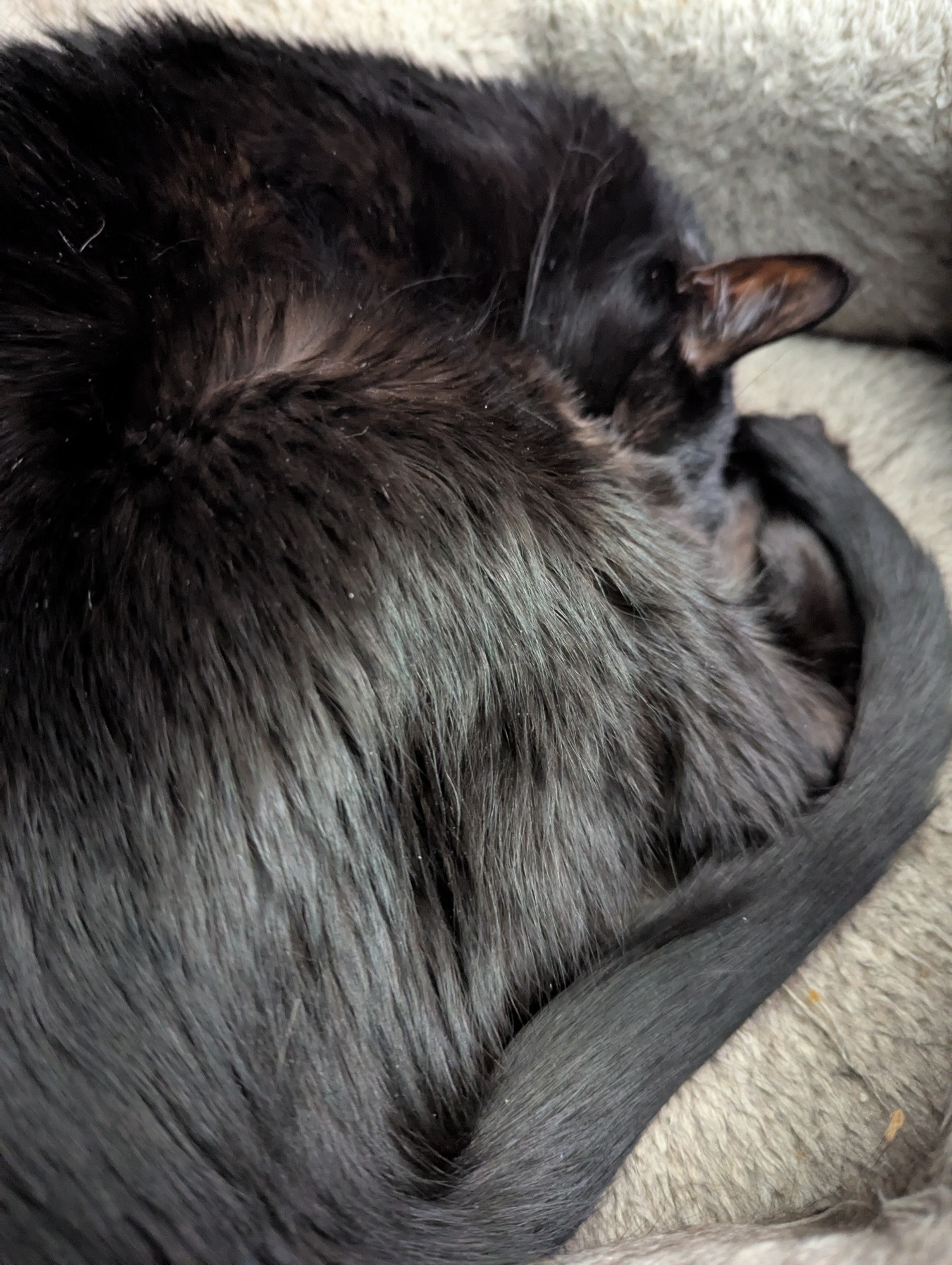 Peanuts cat curled up in a cat bed with his paw covering his face