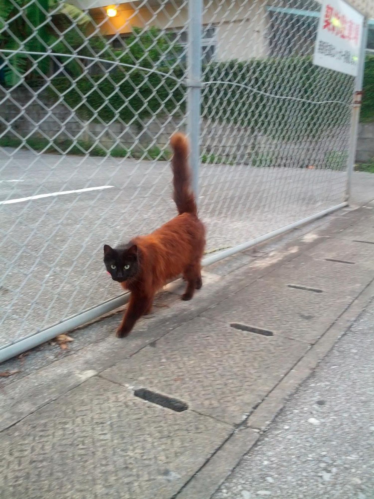 Photo of a cat in Naha, Okinawa. The fur on its head is short and black and the rest is long as red-orange.