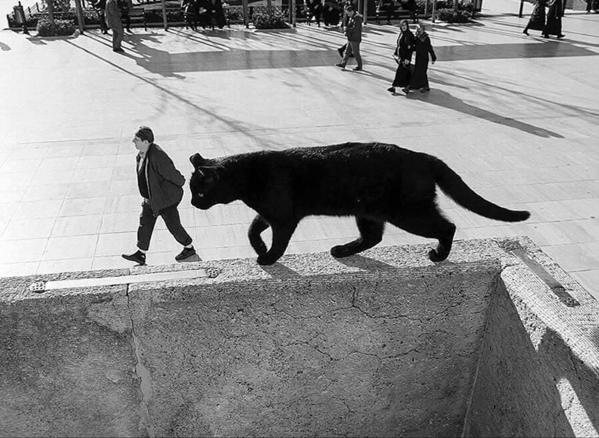 Black and white photo in which a black cat looms large in the foreground and seems to be walking directly behind a much smaller man in the middleground.