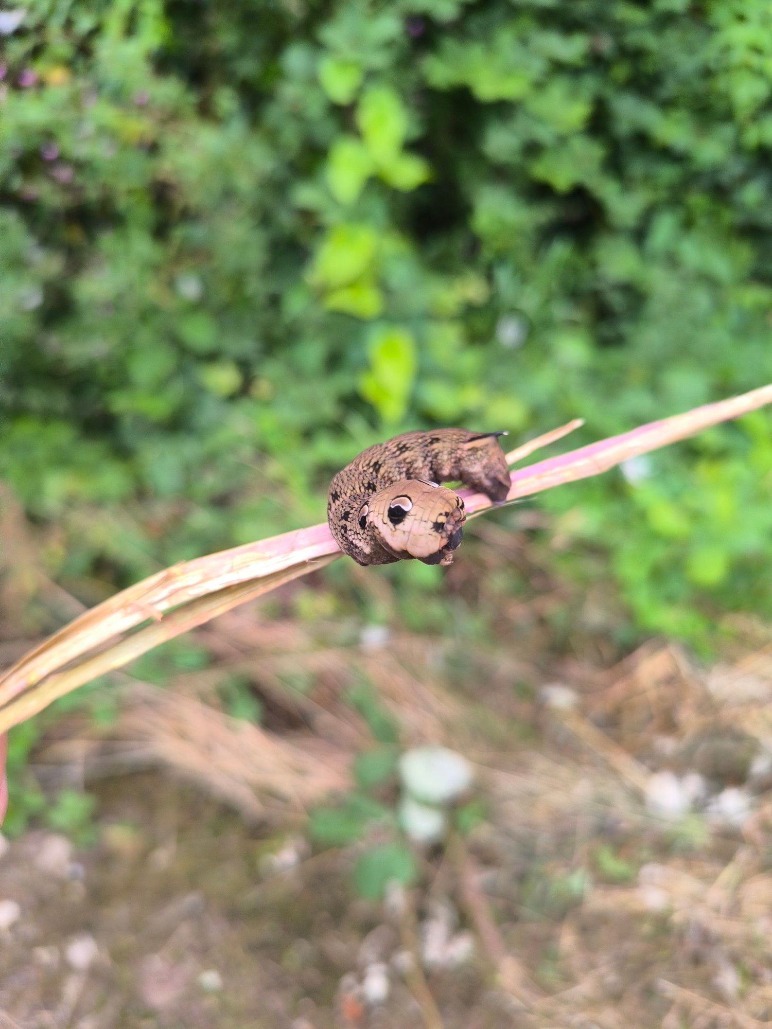 Elephant hawk moth on stick from the side. Light brown with eye like markings.