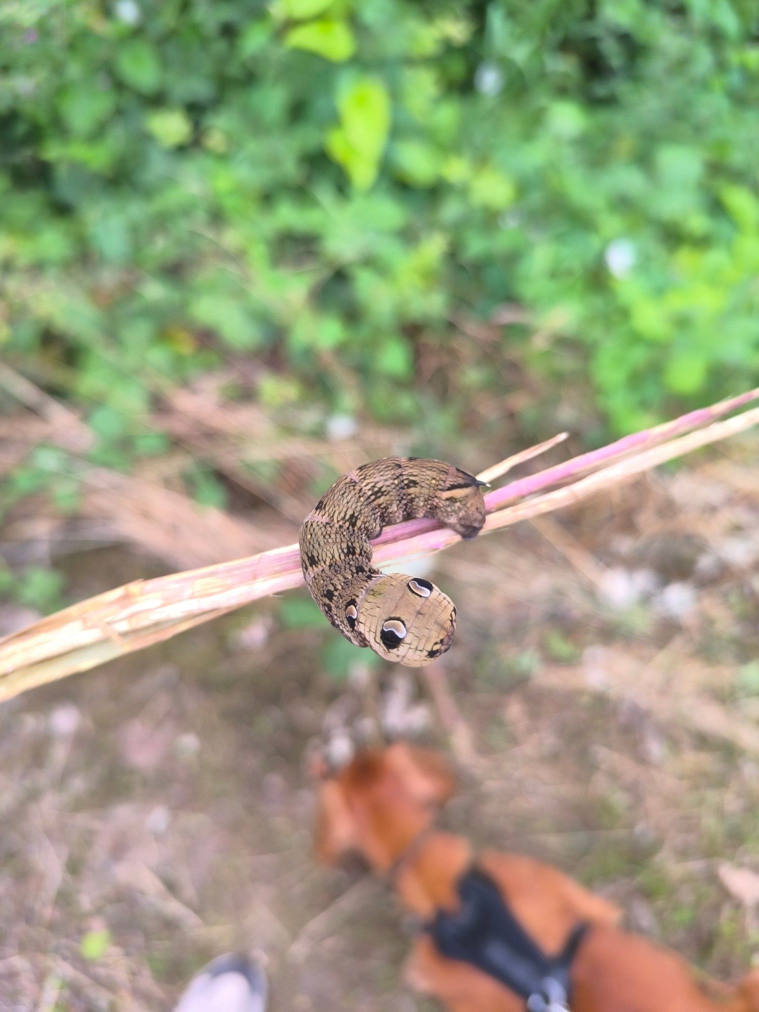 Elephant hawk moth on a stick (with red cocker spaniel we saved it from in the back ground!) has markings that looks like giant eyes