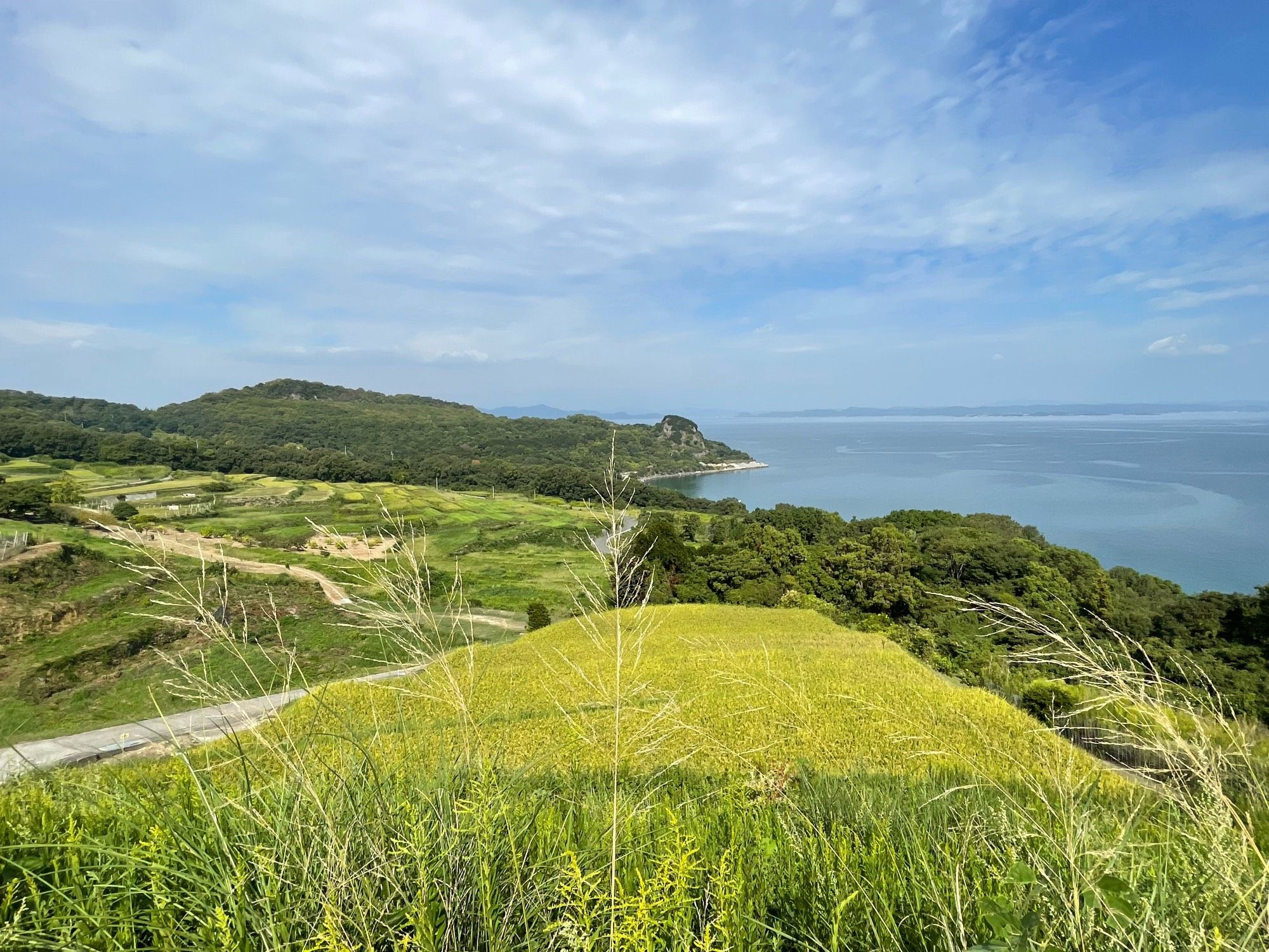 A view of the ocean over rice paddies