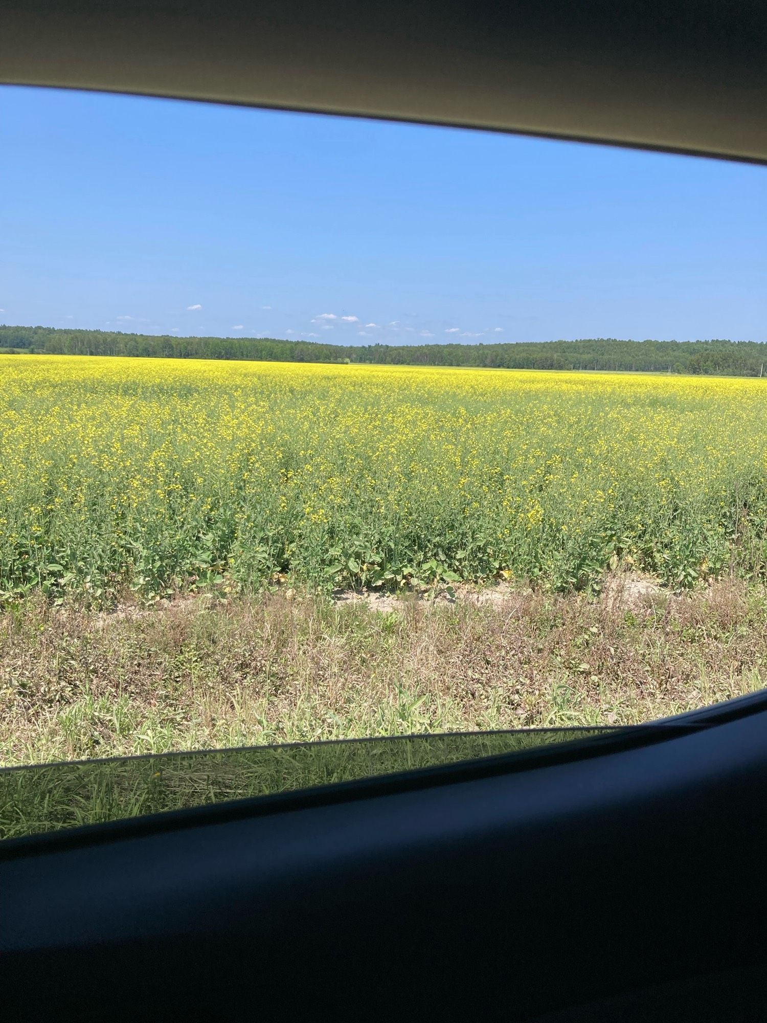 A field of flowering canola (tiny yellow flowers) east of Verner, Ontario.