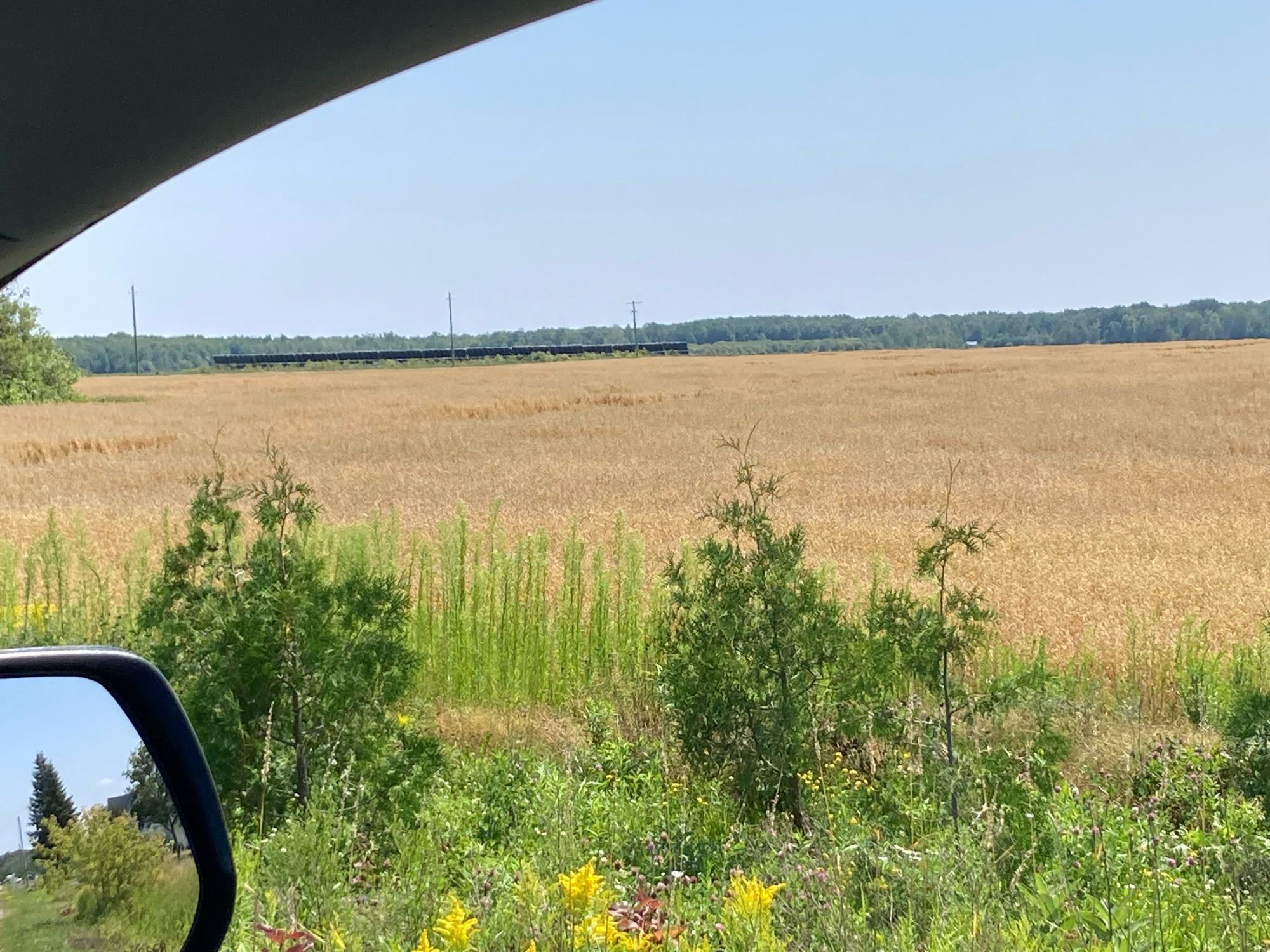 A field of ripening oats, golden in colour, with a line of solar plans in the background. Found in Sturgeon Falls, Ontario.