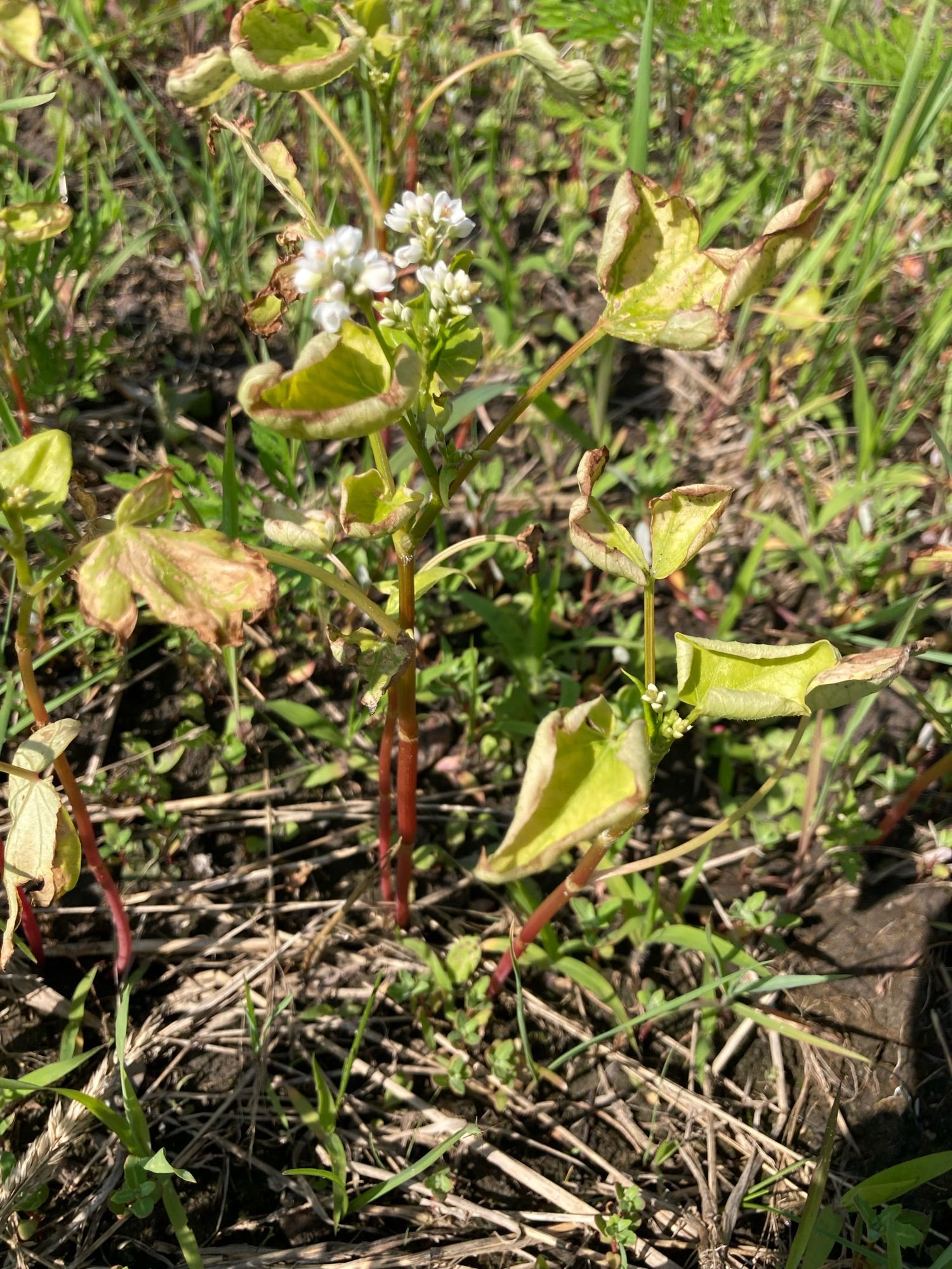 This mystery crop is buckwheat! A small plant with numerous tiny white flowers, green leaves, and red stem. Its popularity has declined over the years, so it’s becoming rare to find.