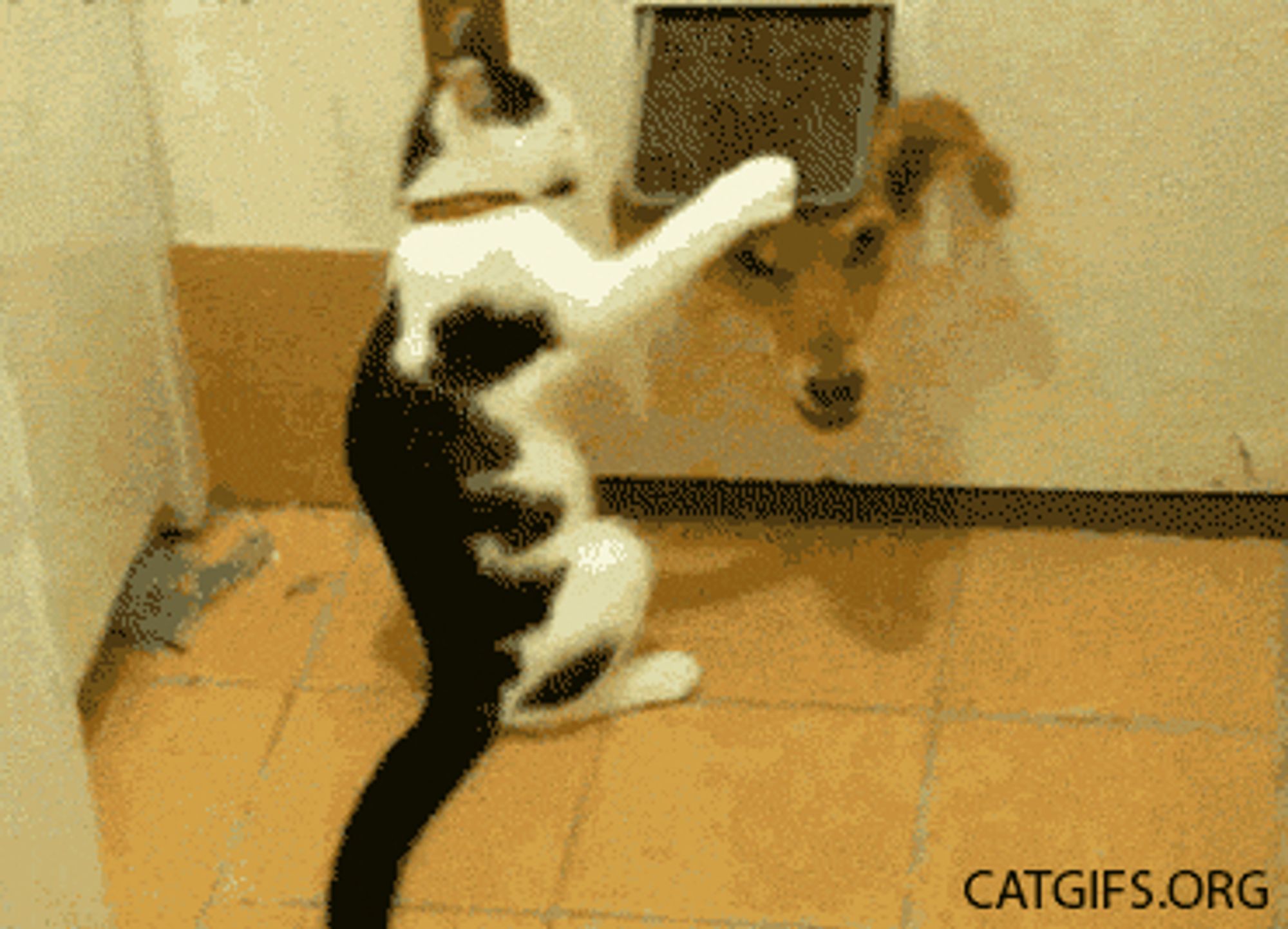 cat playing with dog poking his head through the cat flap