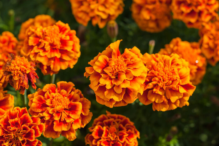 Bright yellow and orange flowers.