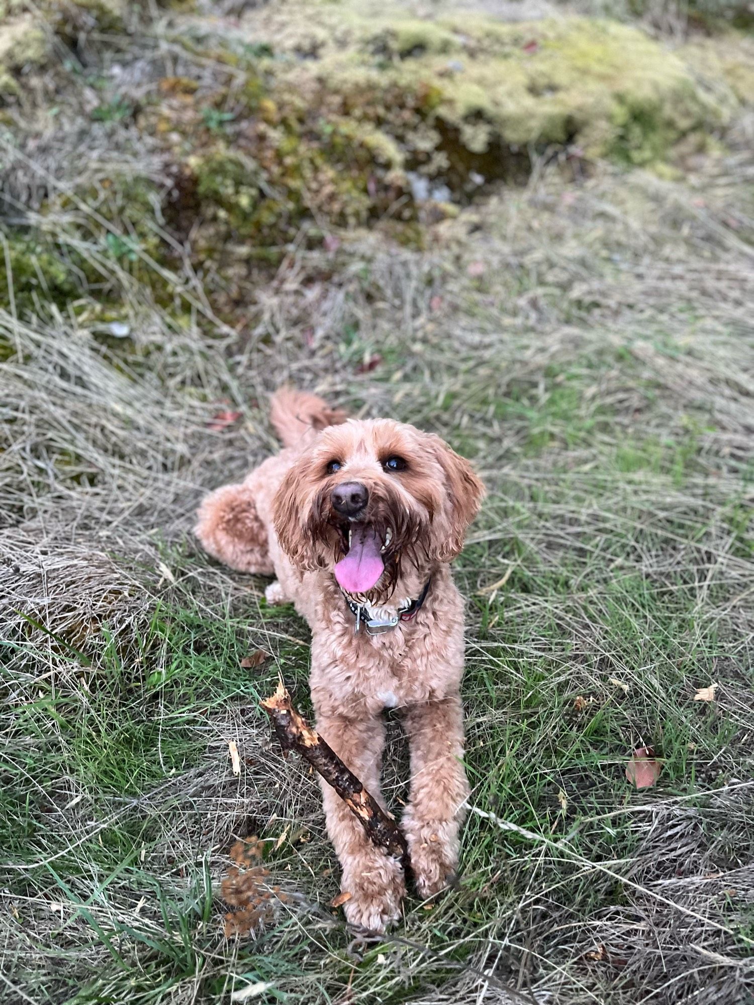 Medium sized labradoodle