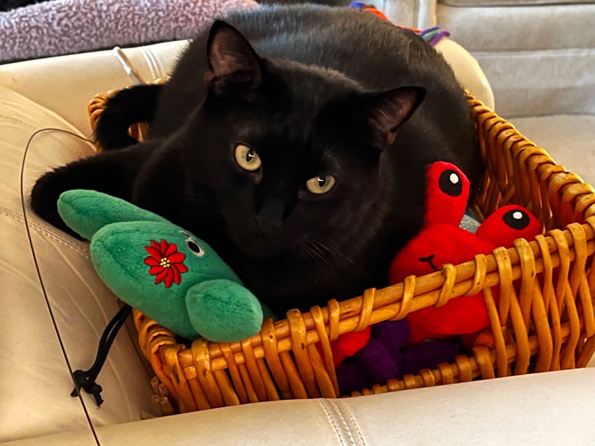 Gidget, a black cat, is lying inside a wicker basket that is full of cat toys.