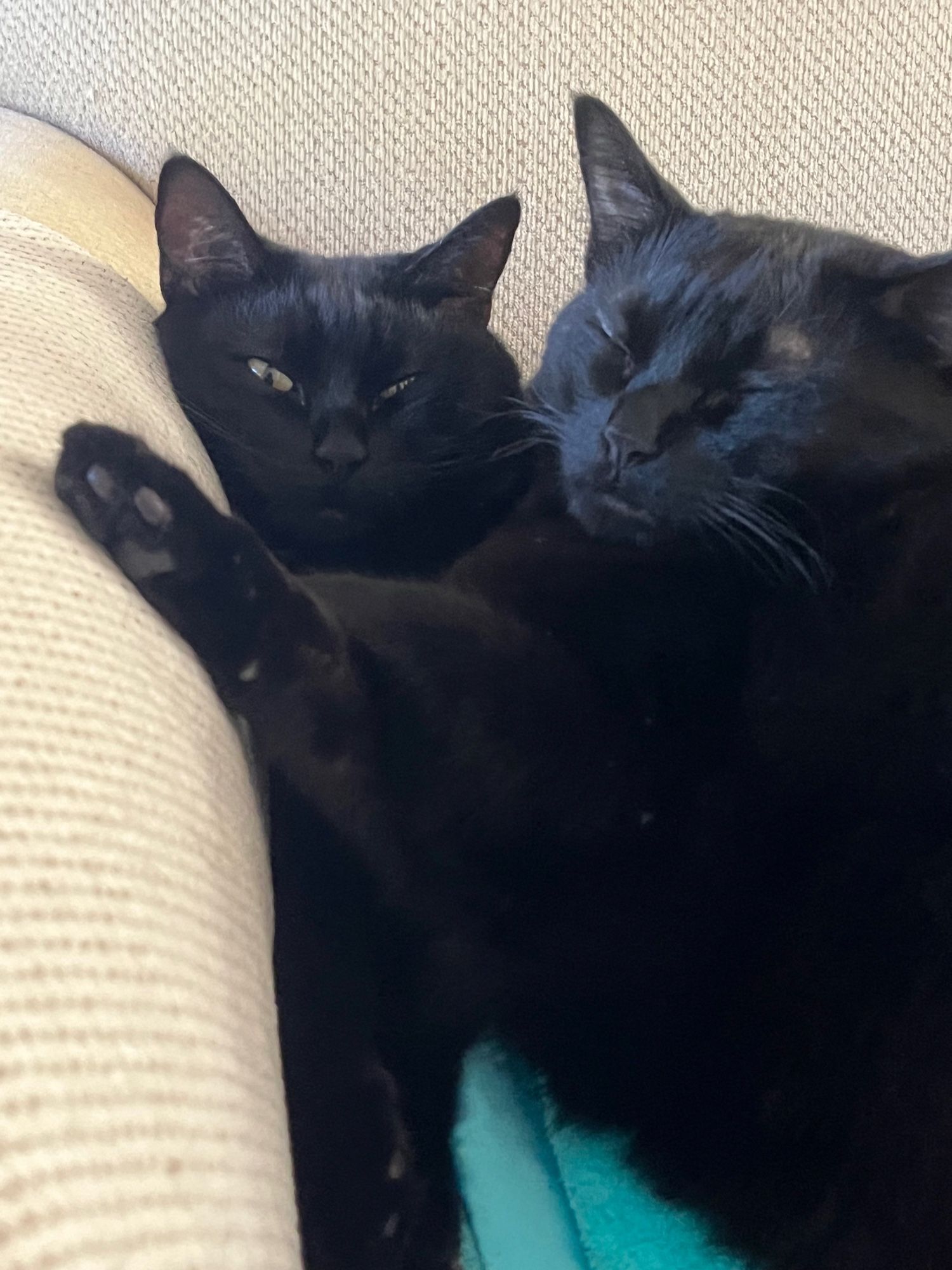 Two black cats on the sofa. Gidget has her eyes closed with a peaceful expression while she basically lays on top of her sister. Gadget is squinting at the camera with the disgruntled look at having to be a pillow.