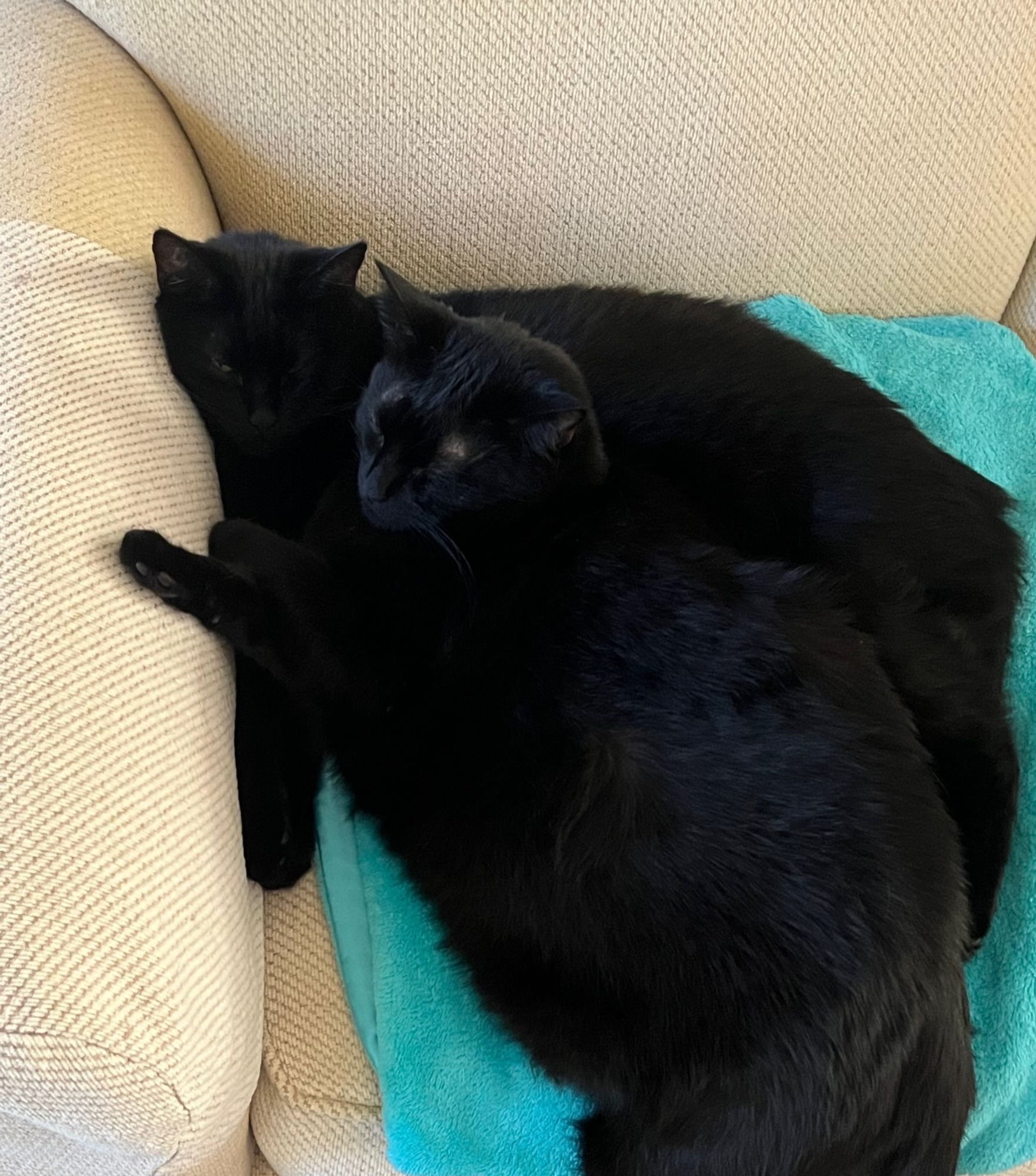 Looking down on two black cats sleeping on a sofa. Gidget is leaning against her sister and taking up most of the room.