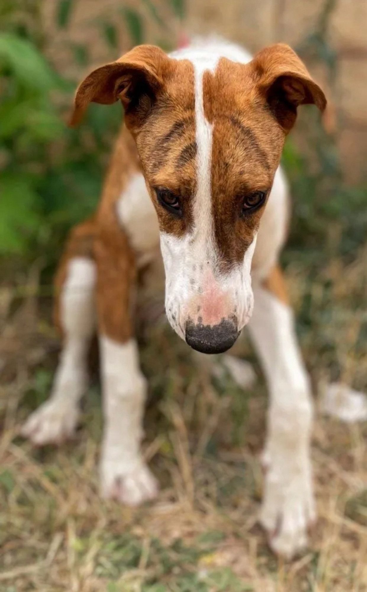 Bild eines braun weißen Hundes, frontaufnahme, Kopf gesenkt so dass man den Kopf von oben sieht. Knicköhrchen, weiße Füßchen und Nase mit weißer blesse