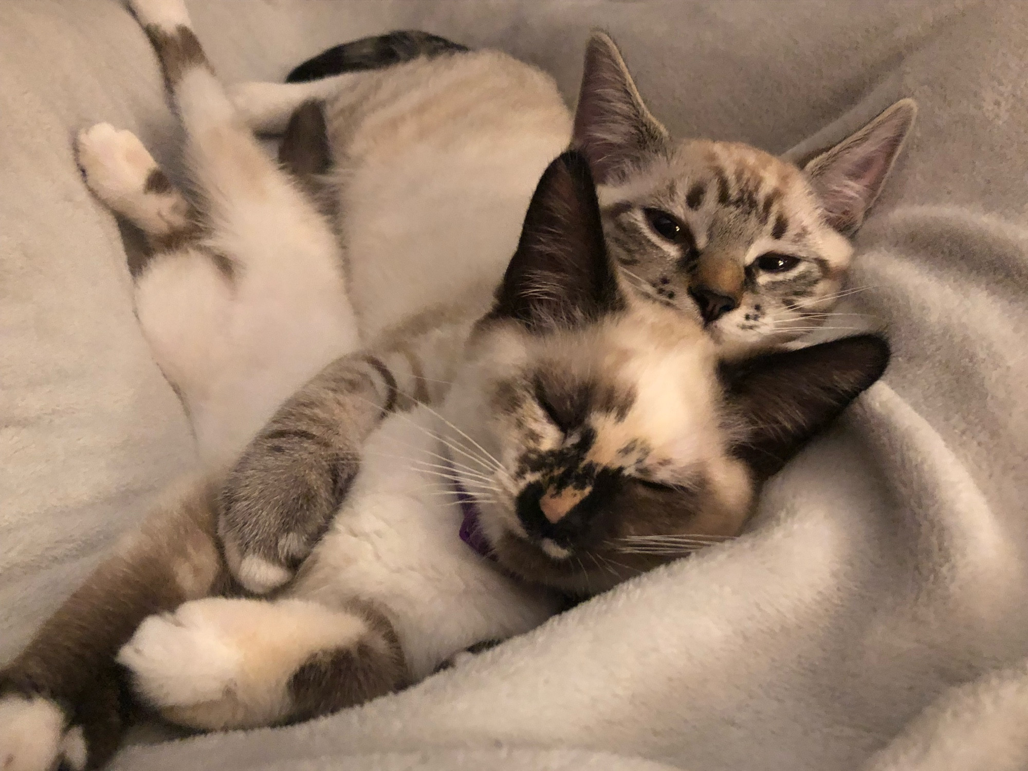 Spooning baby kittens (Siamese mix) Edgar is the big spoon , Sable the little spoon.