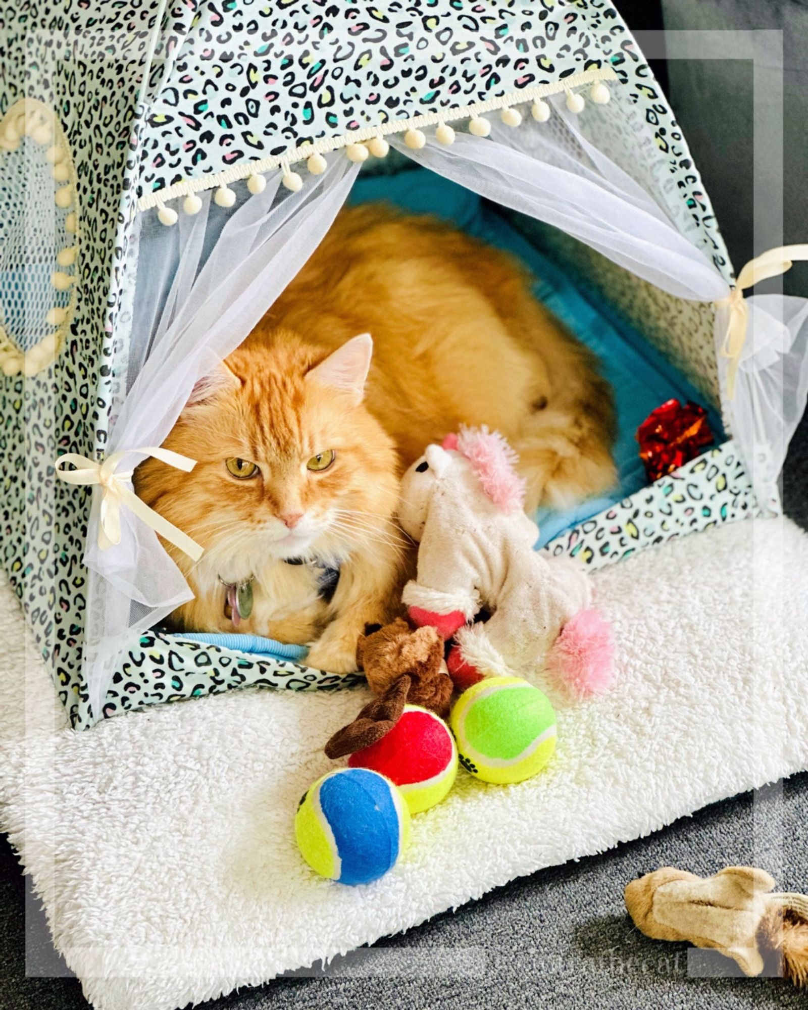 Sintra the Cat is lying in tent