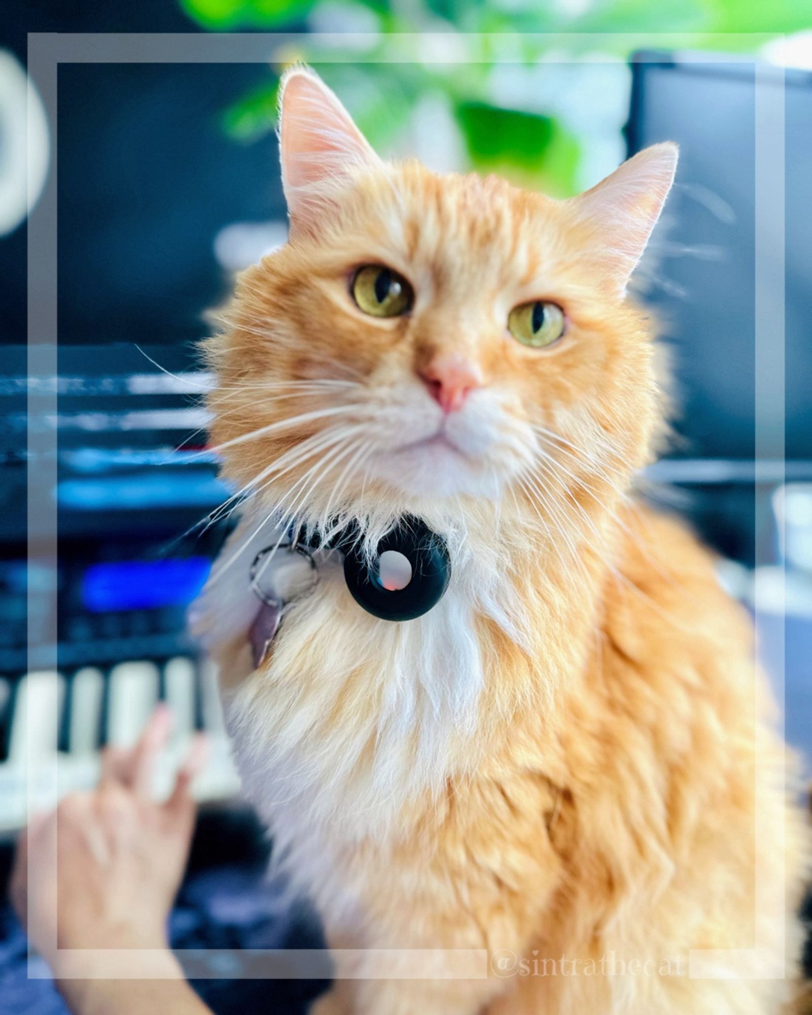 Sintra the Cat is teaching his momma playing piano 😻