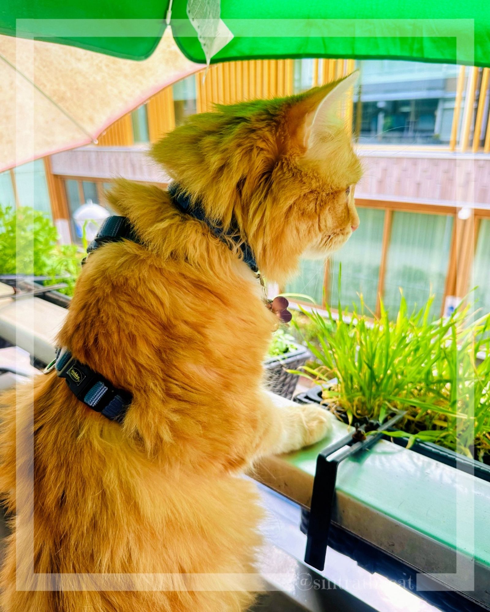 Sintra the Cat ia gossiping with his neighbor 🐱